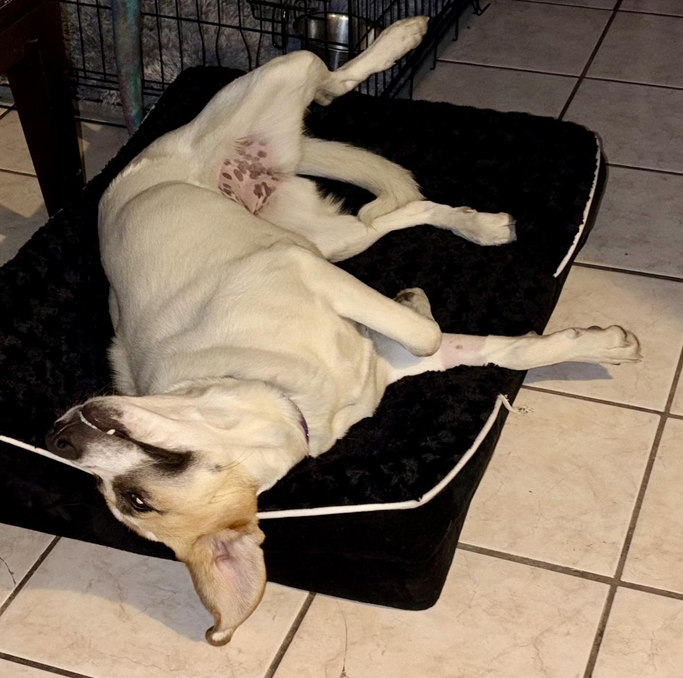 Enlarge SHONEYS-Local, a Adoptable mixed breed in Warwick, RI image 6/6