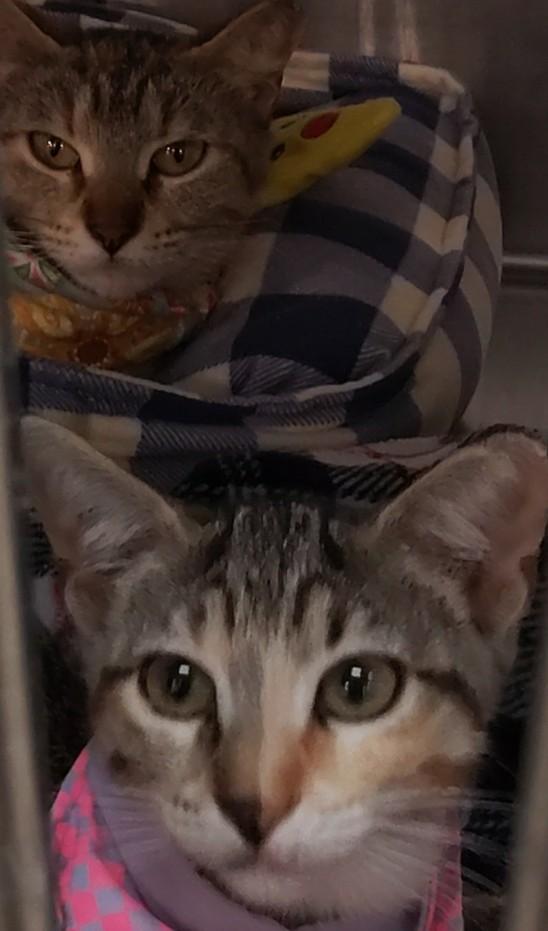 Jade & Emerald, ADOPTABLE, Kitten Female Domestic Short Hair.
