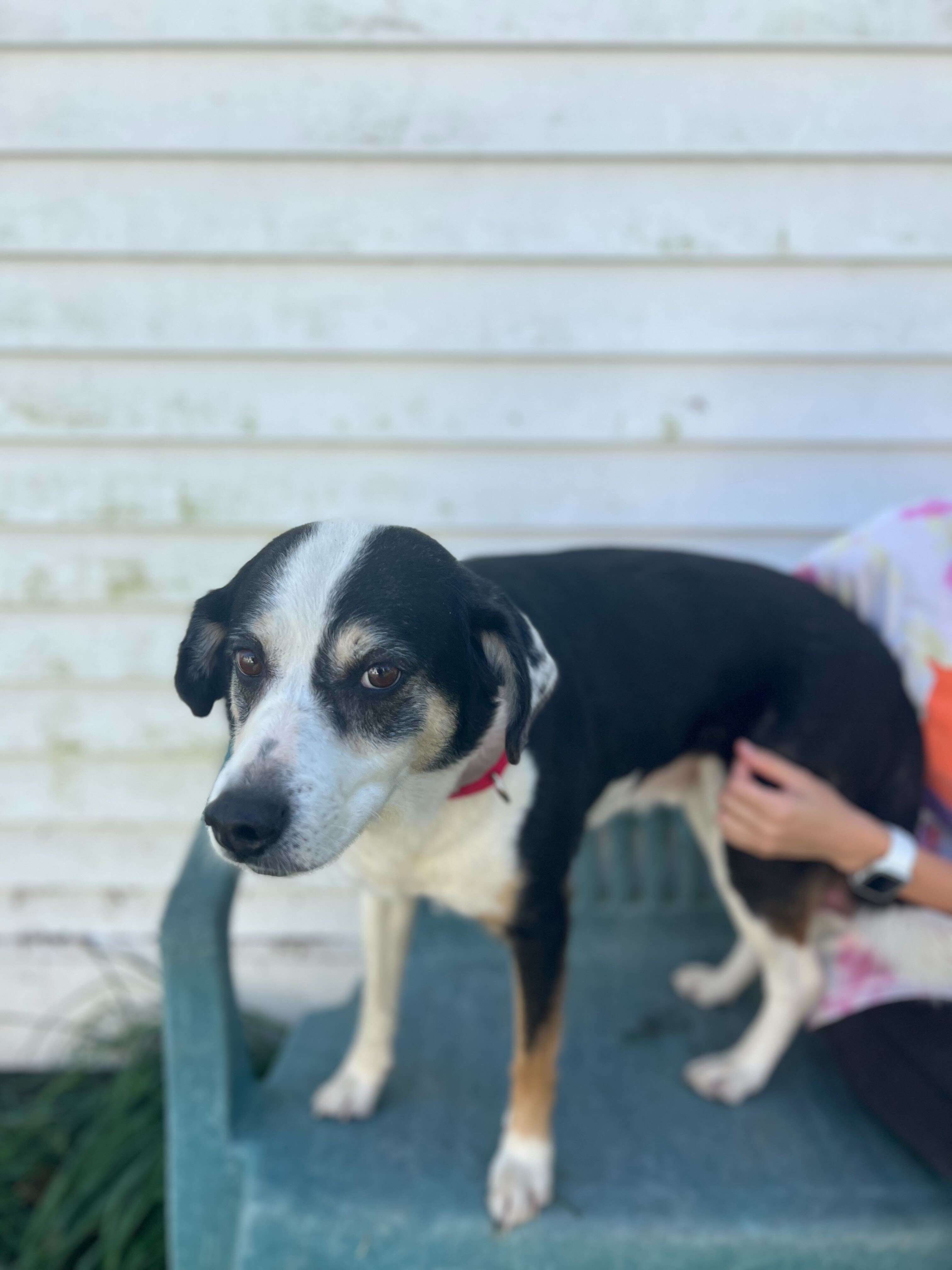 Dog for adoption Bandit, a Border Collie Mix in Montrose, PA Petfinder