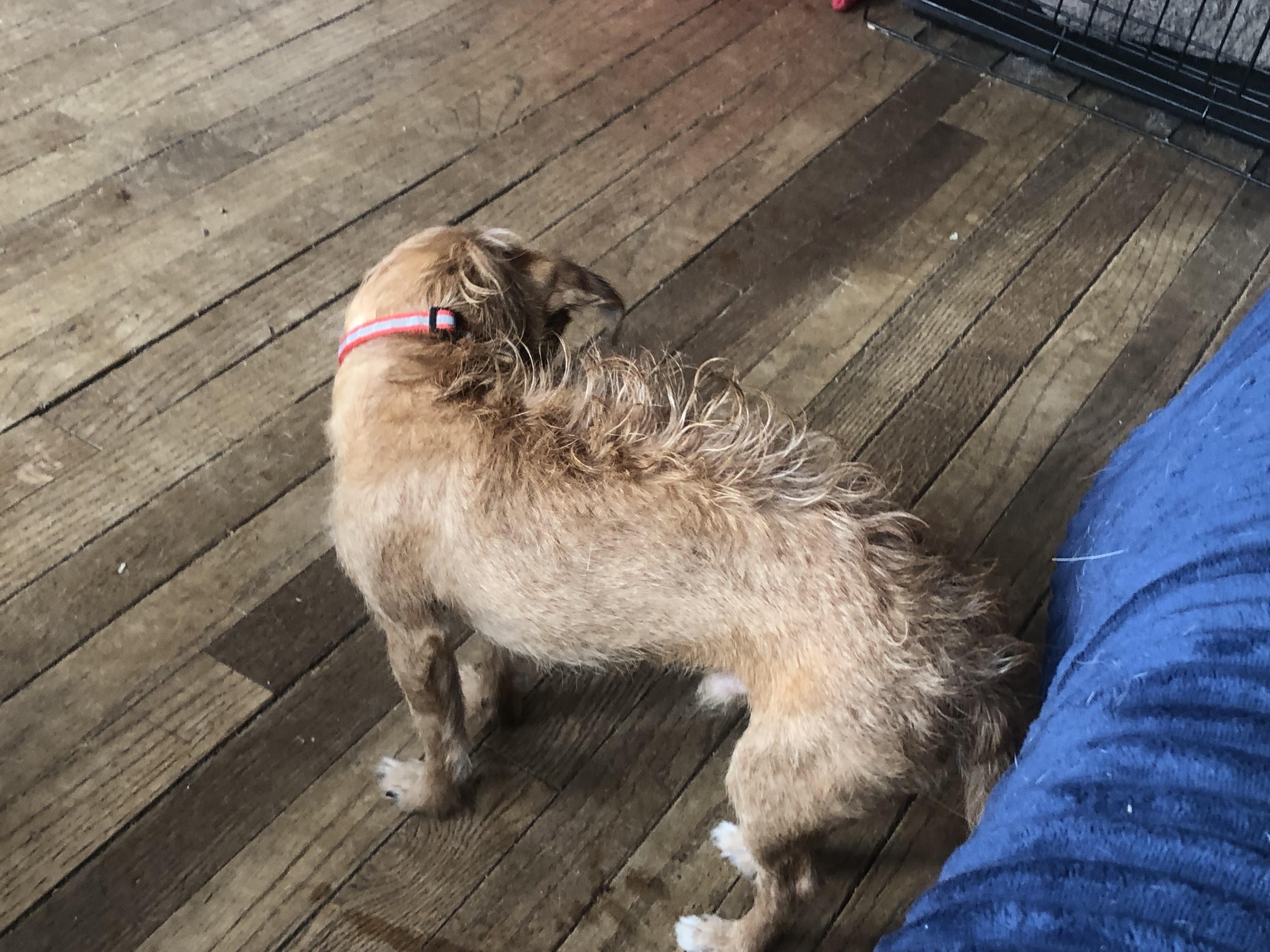 Enlarge El Jefe, a ADOPTABLE mixed breed in Oregon, IL image 5/5