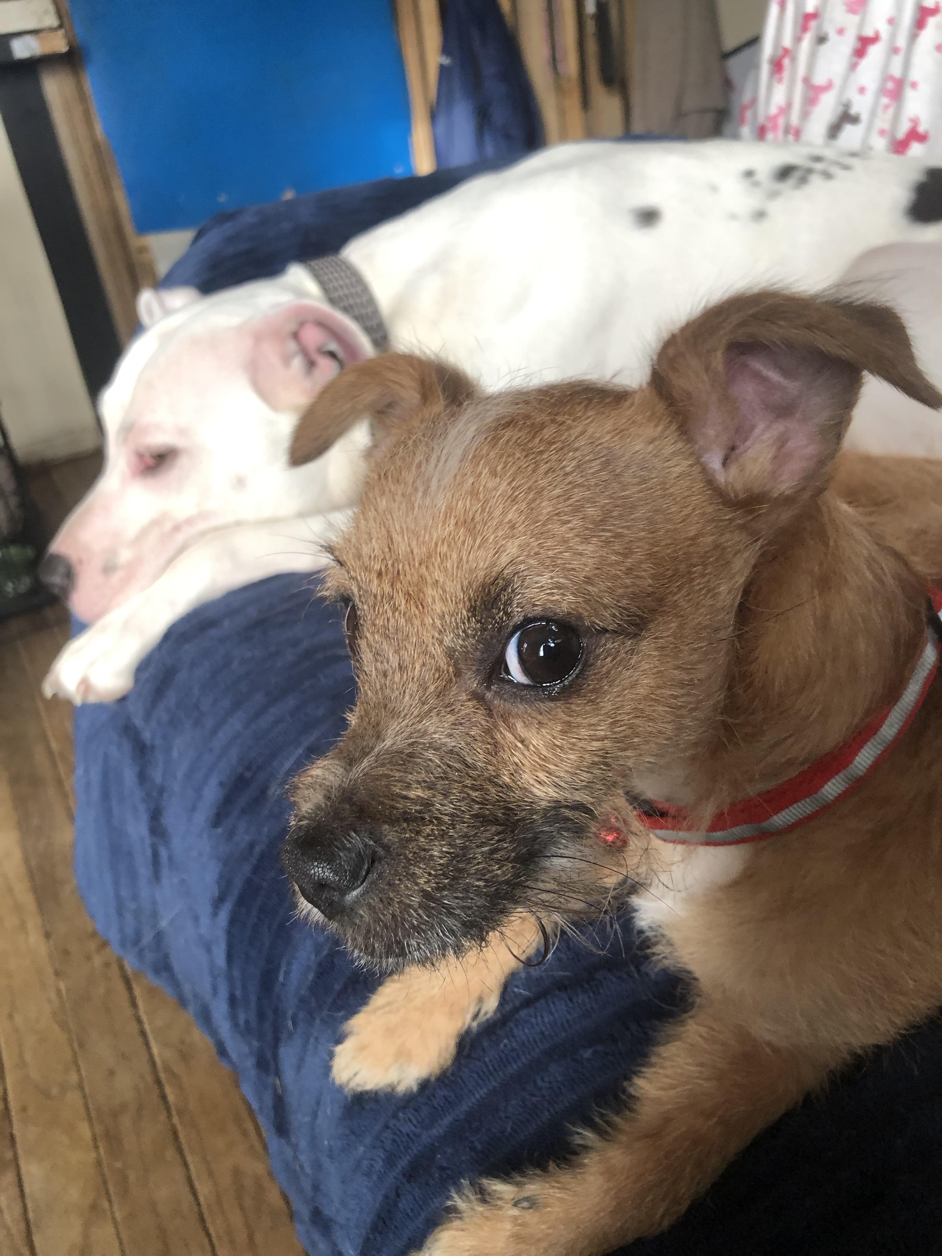 Enlarge El Jefe, a ADOPTABLE mixed breed in Oregon, IL image 3/5