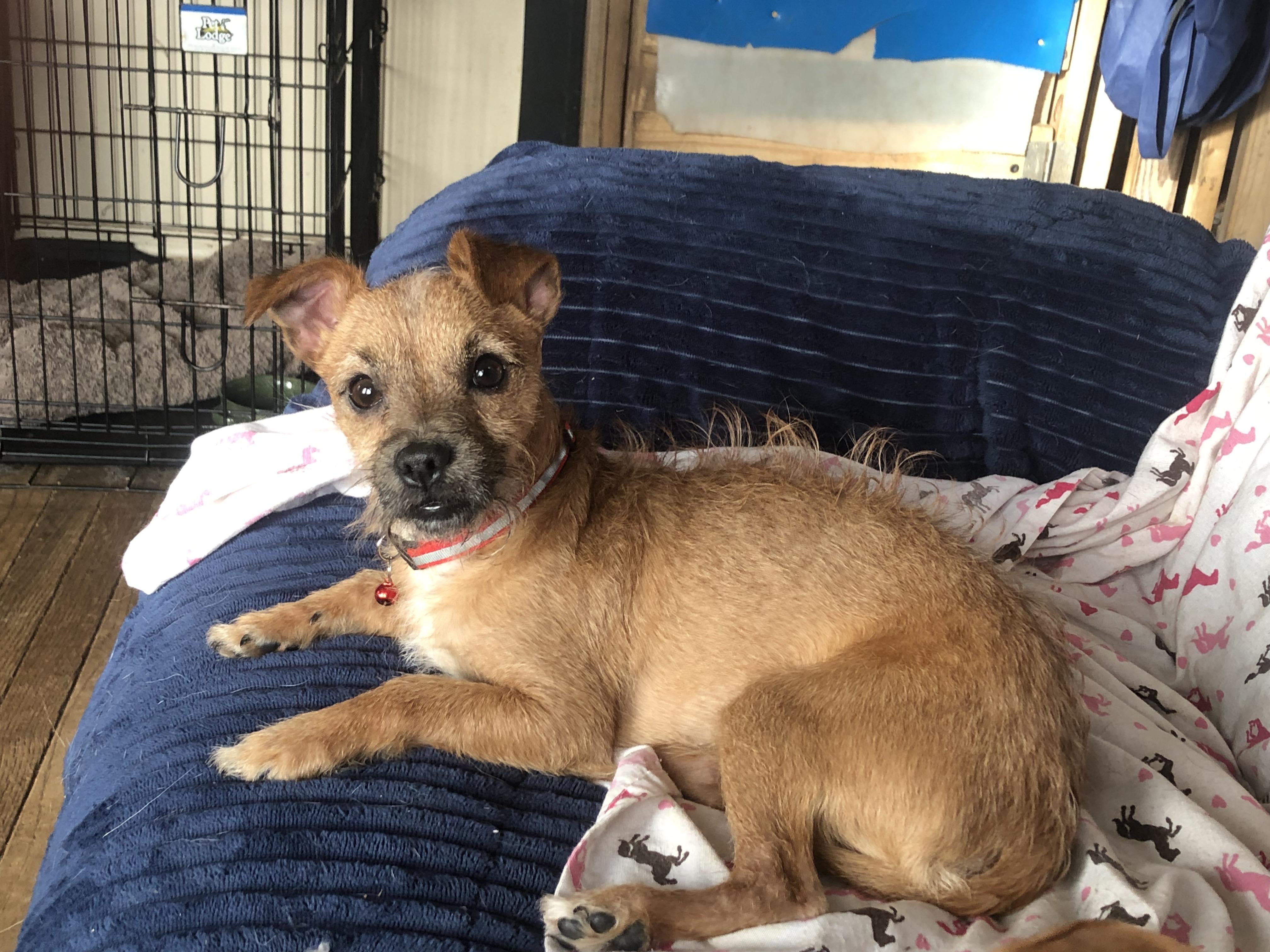 Enlarge El Jefe, a ADOPTABLE mixed breed in Oregon, IL image 4/5