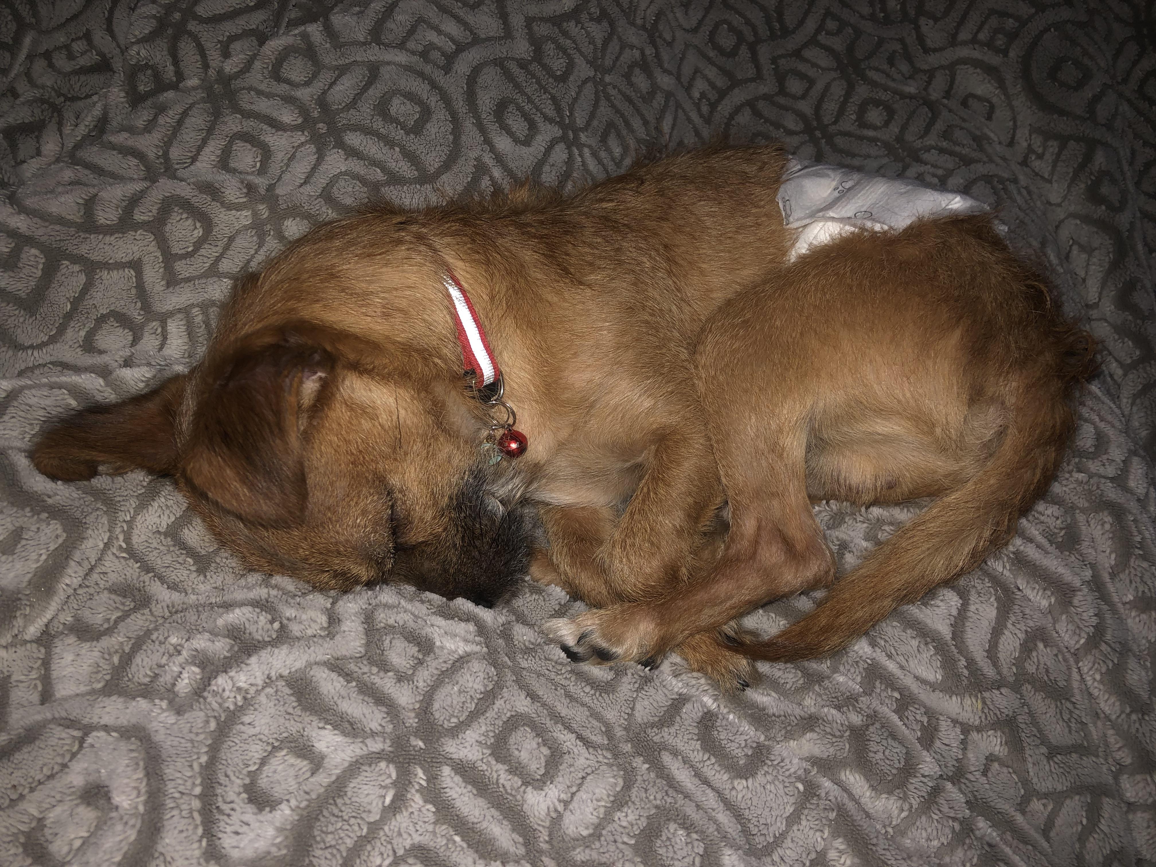 El Jefe, ADOPTABLE, Young Male Brussels Griffon & Chihuahua.