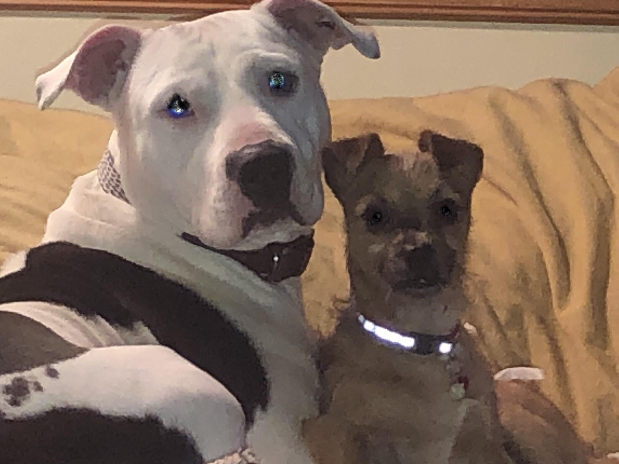 Enlarge El Jefe, a ADOPTABLE mixed breed in Oregon, IL image 2/5