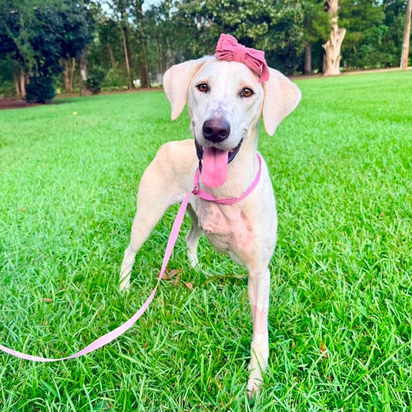 Enlarge Lily, a Adoptable mixed breed in Southfield , MI image 4/6