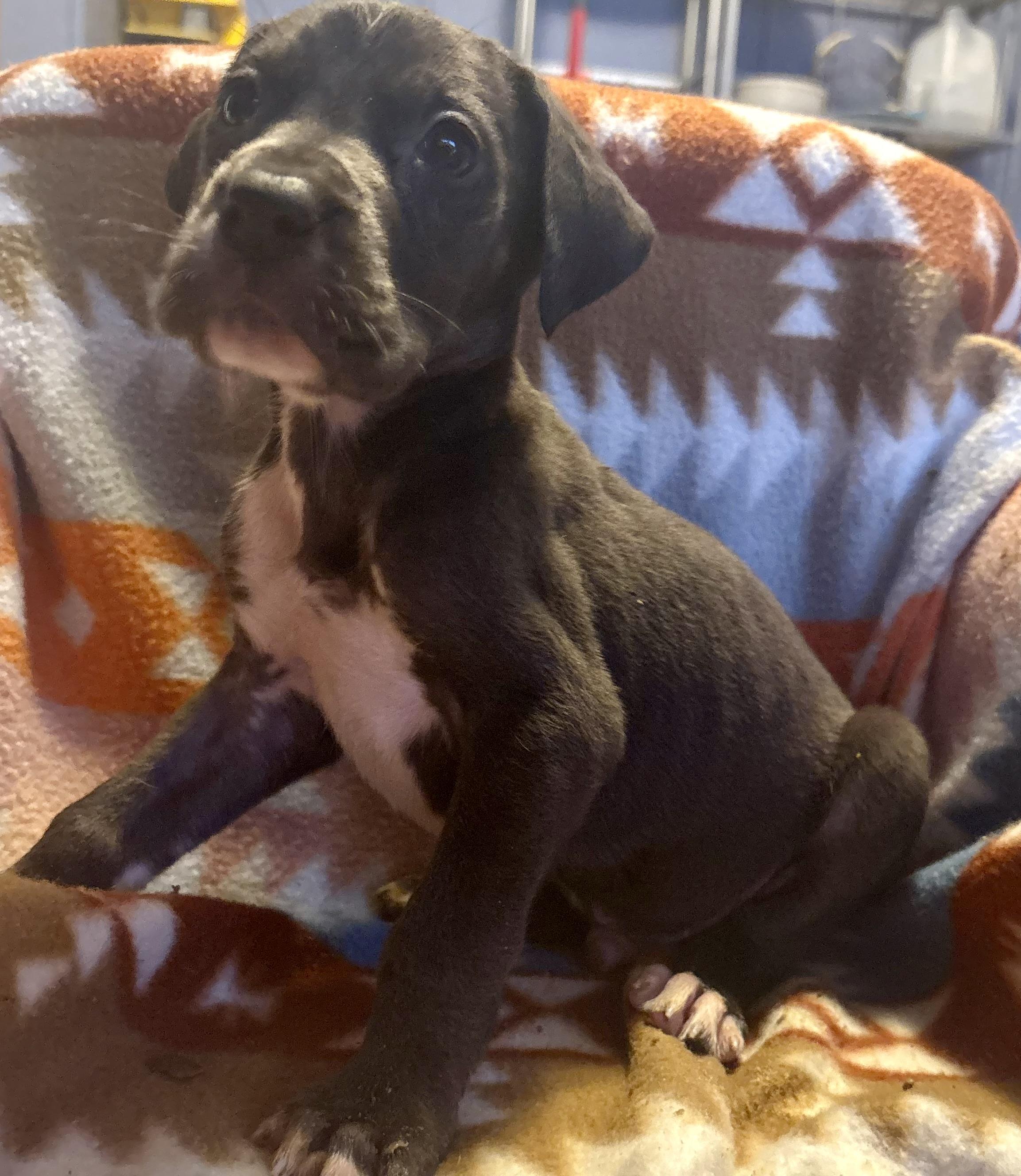 Enlarge Cupid, an adopted Great Dane in Knoxville, TN image 2/3