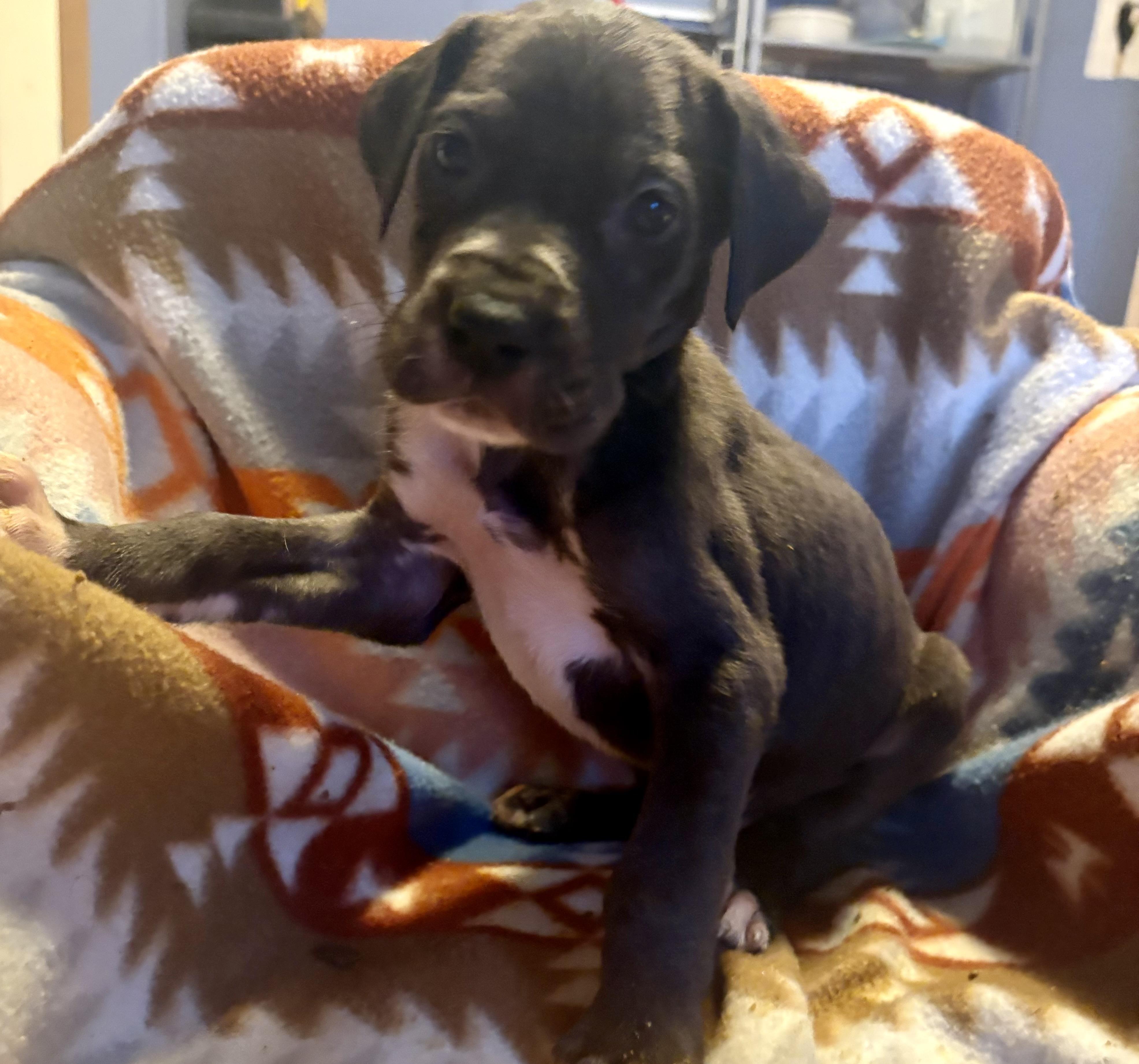 Enlarge Cupid, an adopted Great Dane in Knoxville, TN image 1/3