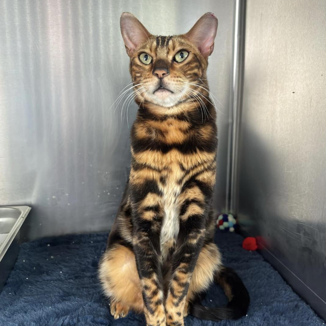 Luca Brasi, a Adoptable Bengal in Old Bridge, NJ image 1/3