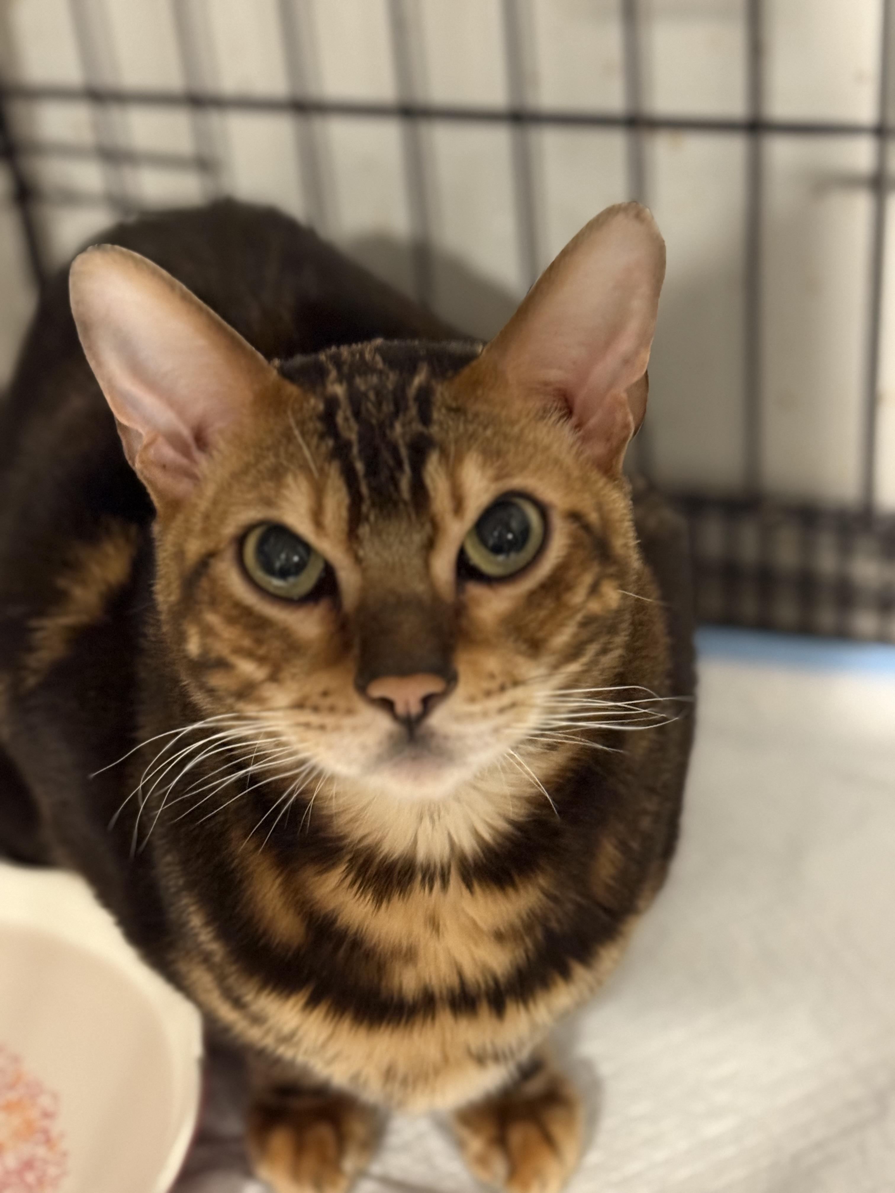 Luca Brasi, a Adoptable Bengal in Old Bridge, NJ image 2/3