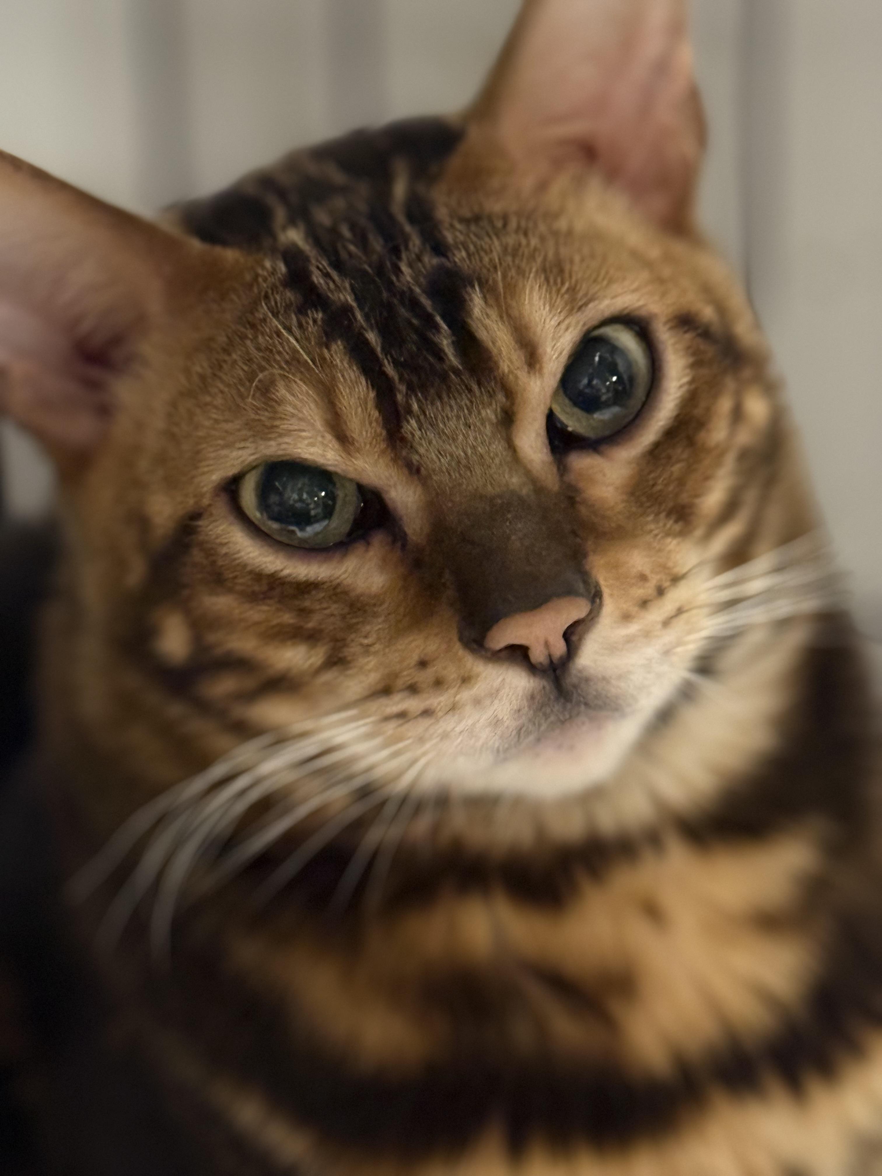 Luca Brasi, a Adoptable Bengal in Old Bridge, NJ image 3/3