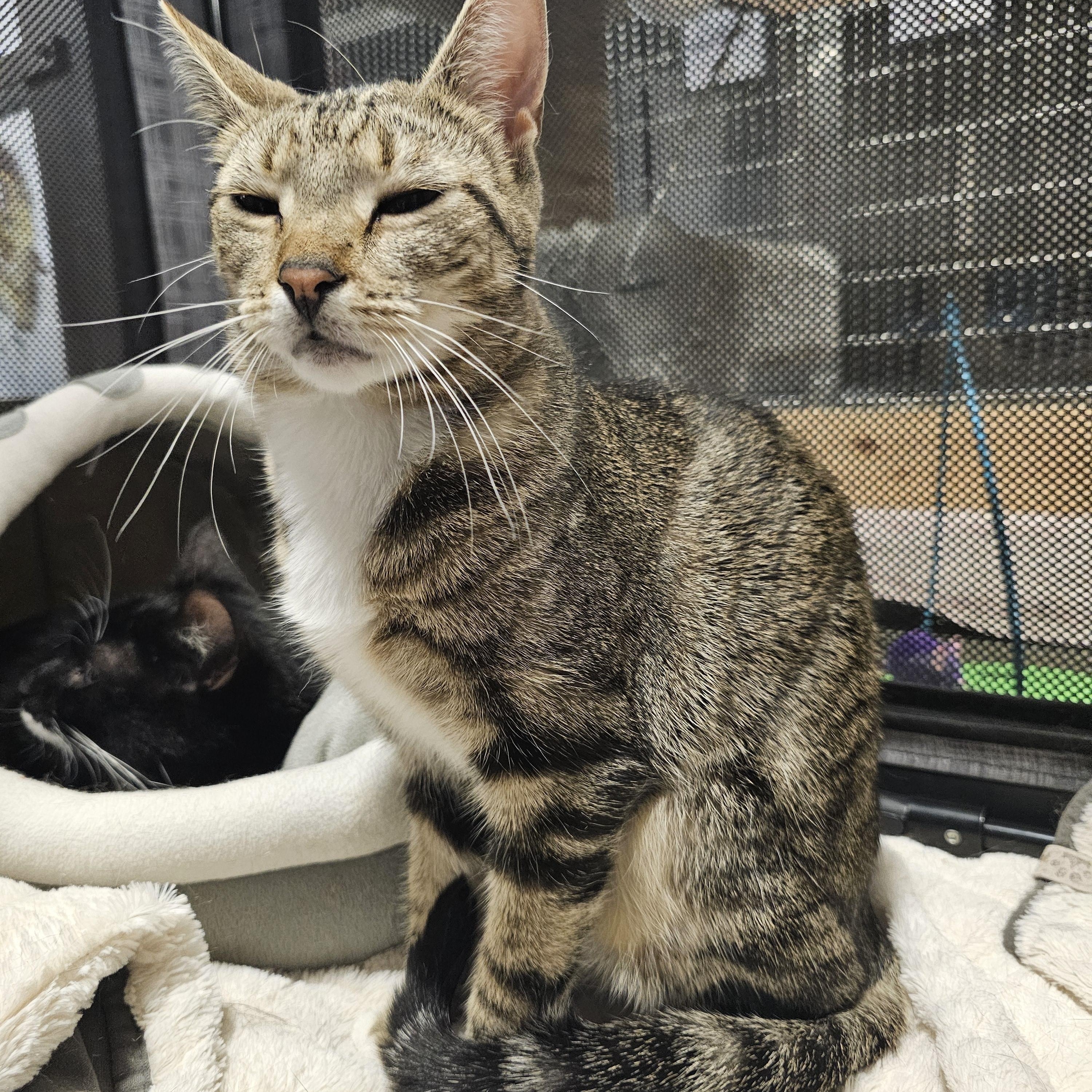 Enlarge Cordoba , an adopted Tabby in Richmond, VA image 2/3