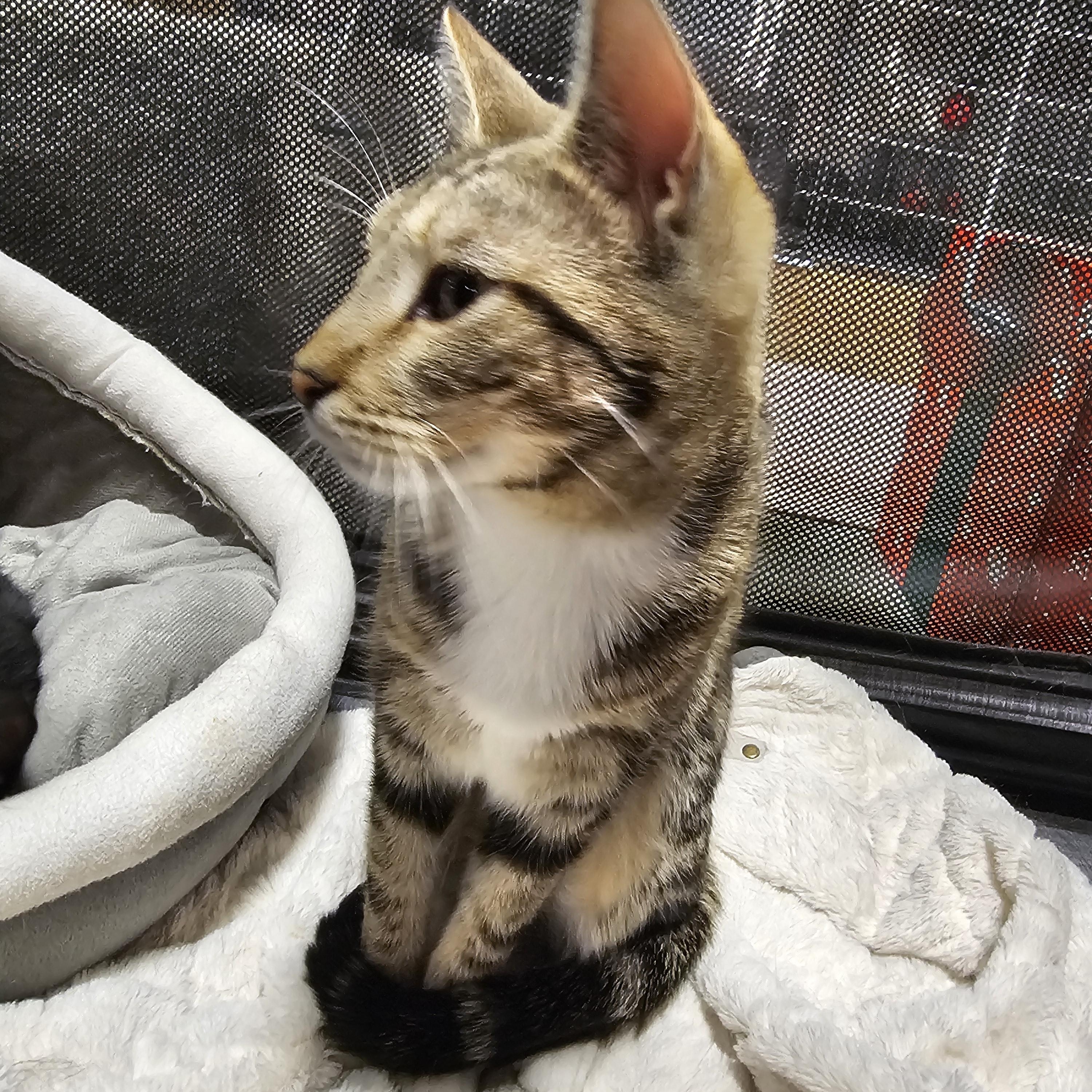 Enlarge Cordoba , an adopted Tabby in Richmond, VA image 3/3