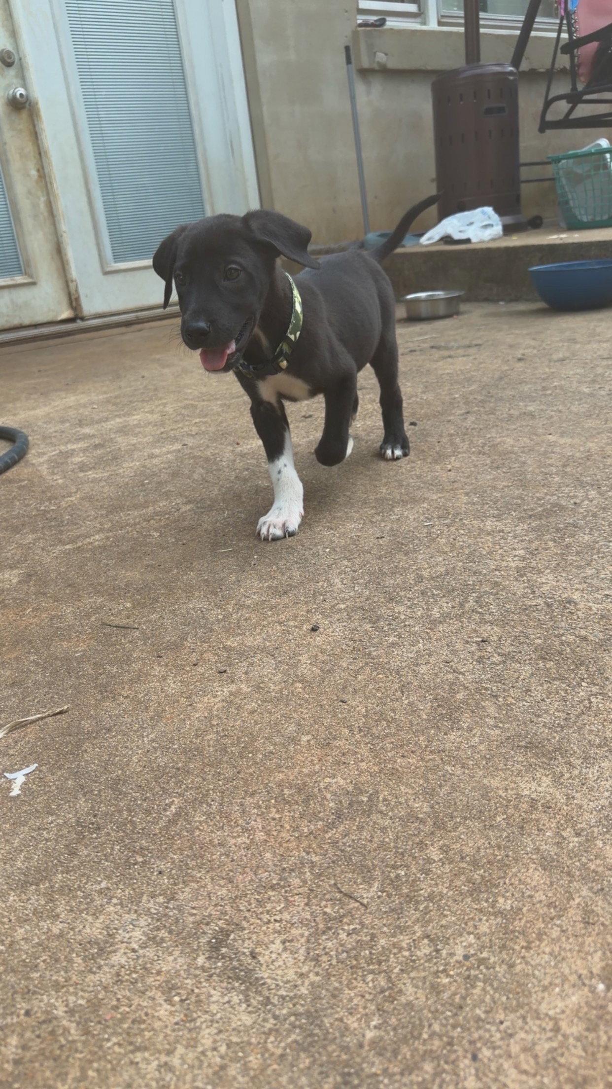 Baloo, Adopted, Puppy Male Great Dane & Great Pyrenees.