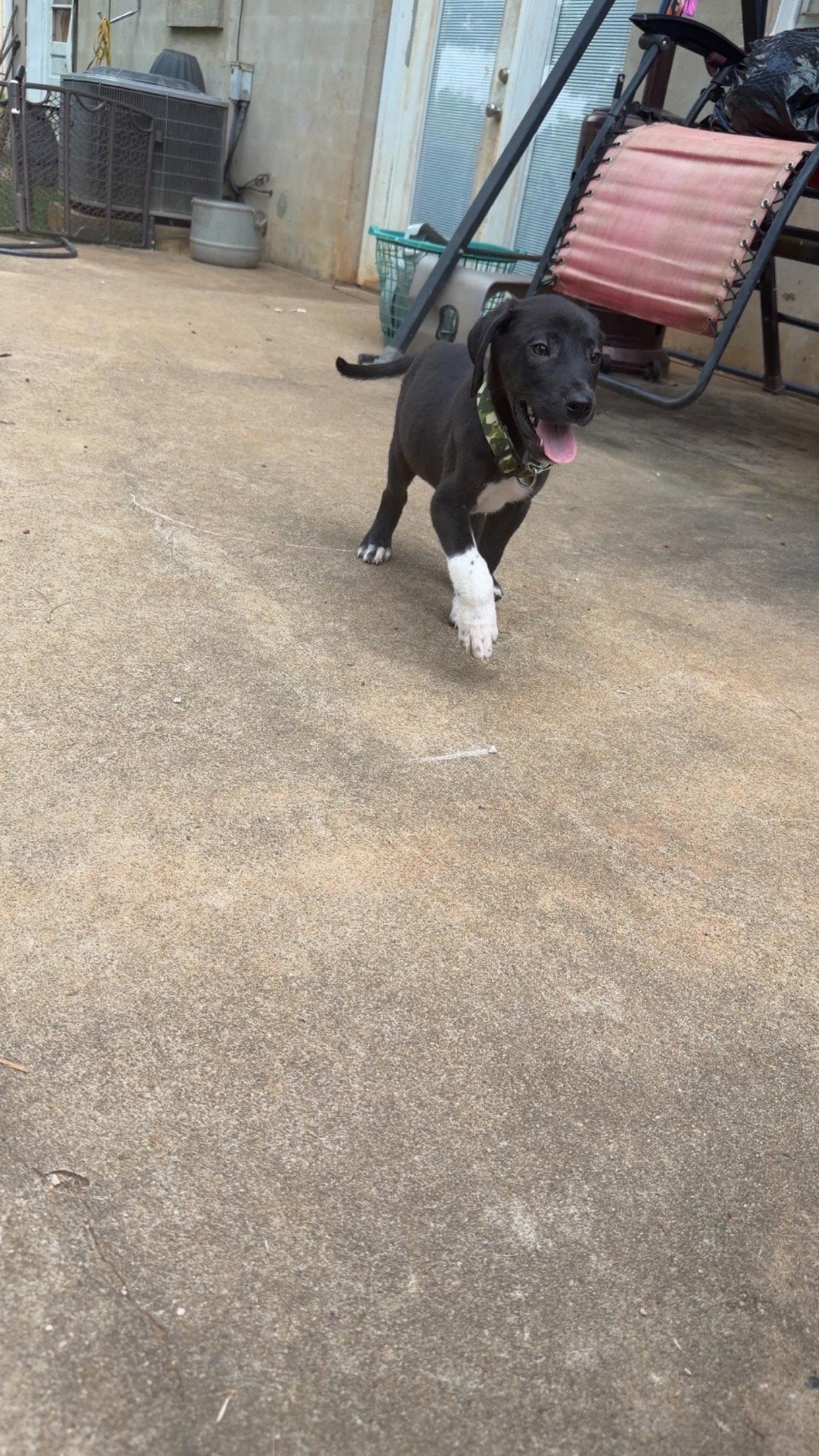 Enlarge Baloo, a Adopted mixed breed in Chambersburg, PA image 2/3