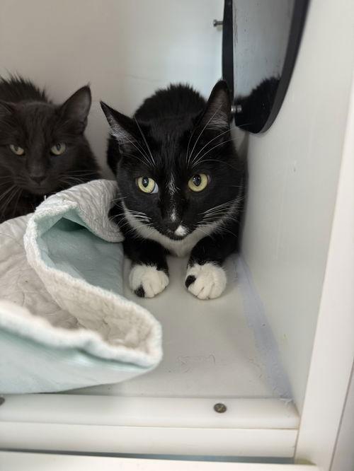 Enlarge Jack Be Nimble, a Adoptable Domestic Short Hair in Satellite Beach, FL image 1/3