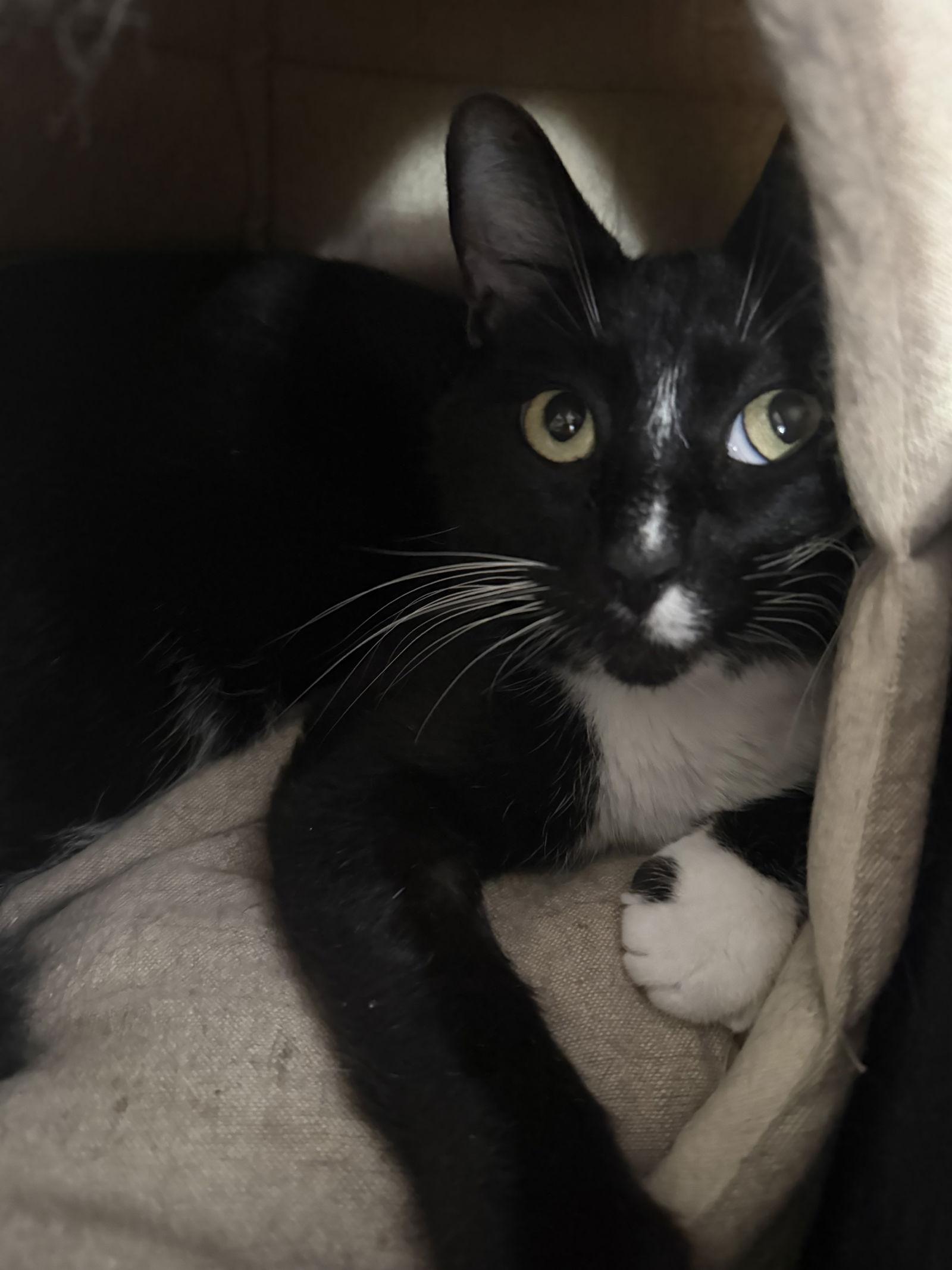 Enlarge Jack Be Nimble, a Adoptable Domestic Short Hair in Satellite Beach, FL image 2/3