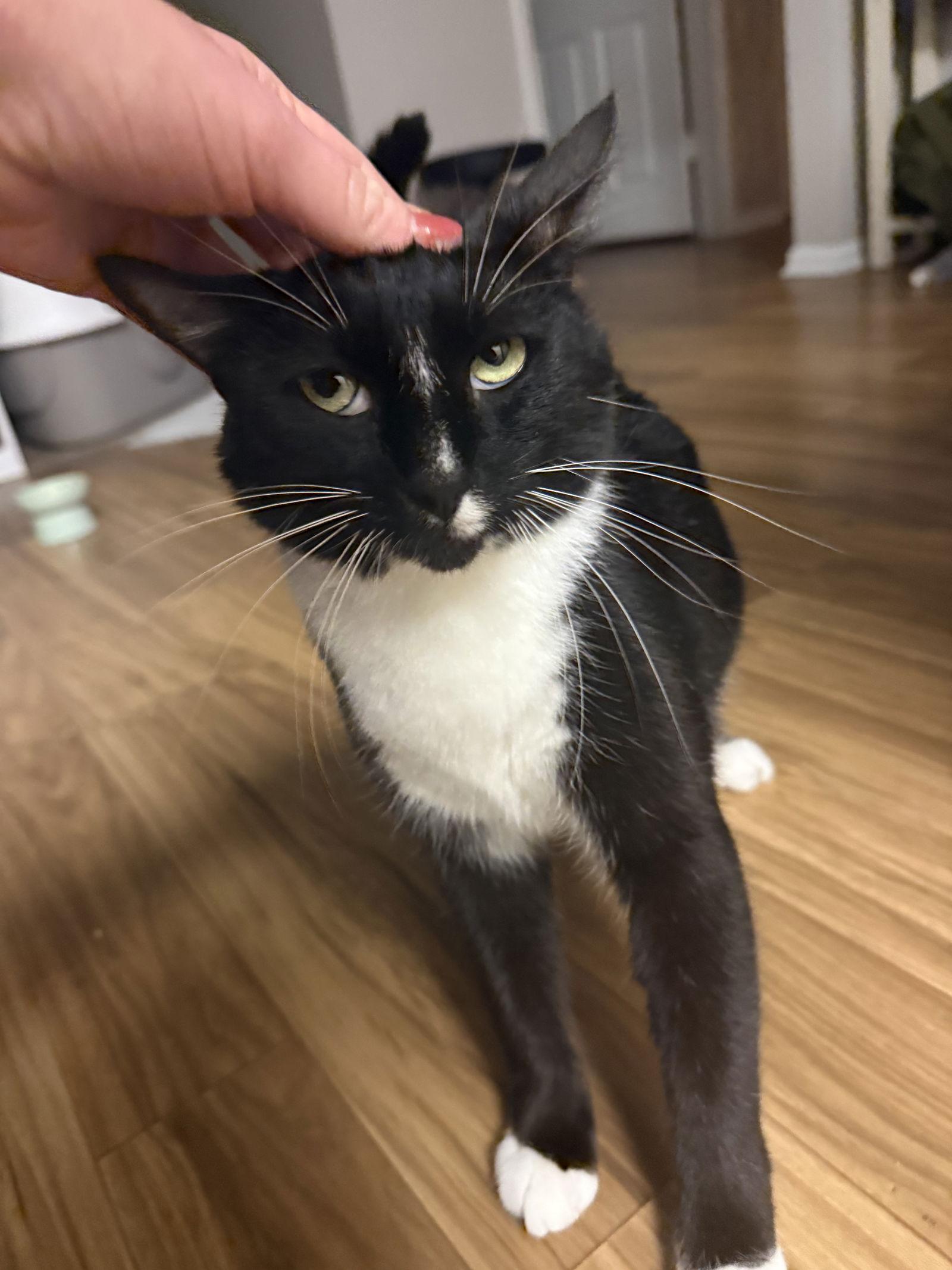 Enlarge Jack Be Nimble, a Adoptable Domestic Short Hair in Satellite Beach, FL image 2/3