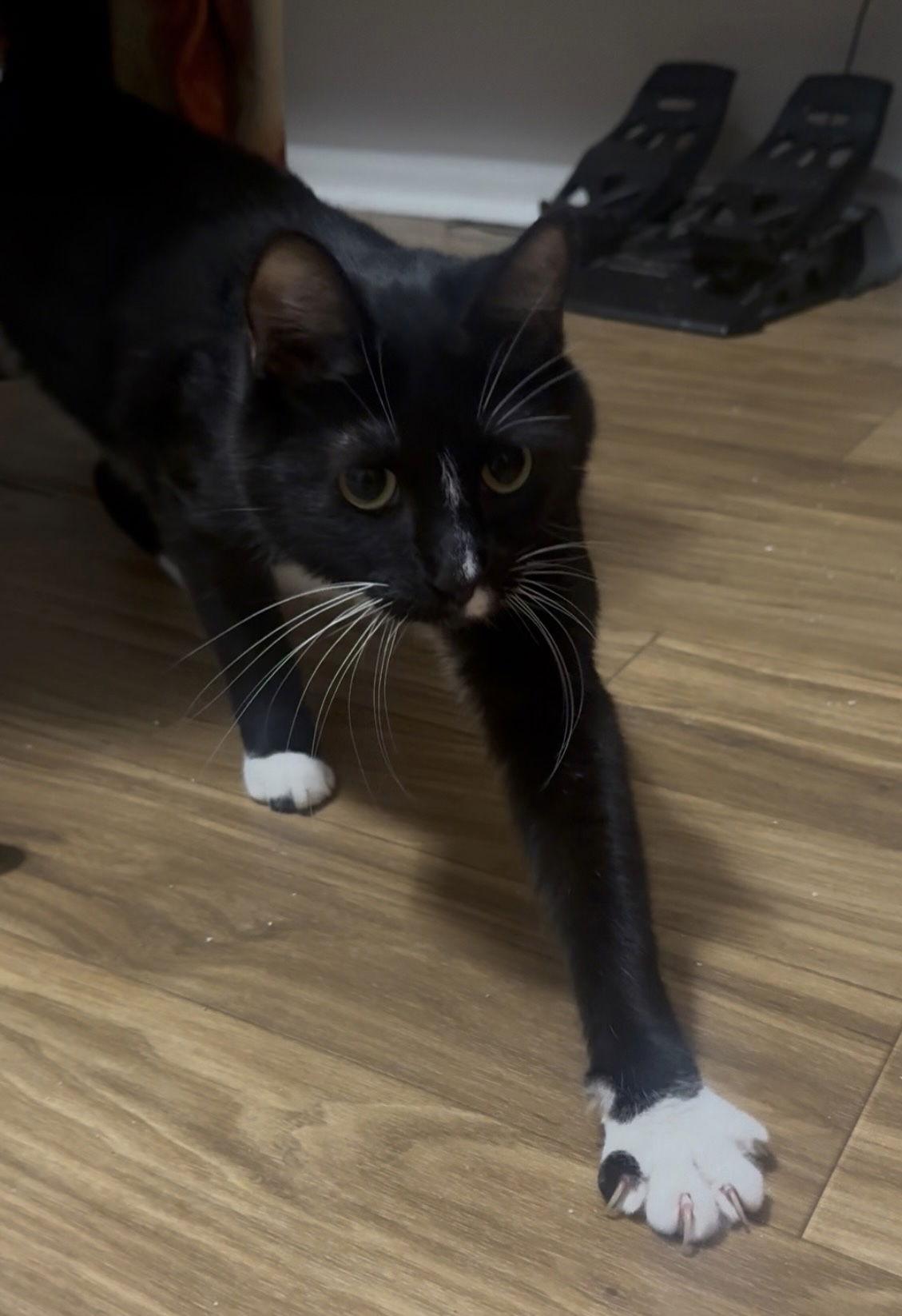 Enlarge Jack Be Nimble, a Adoptable Domestic Short Hair in Satellite Beach, FL image 3/3