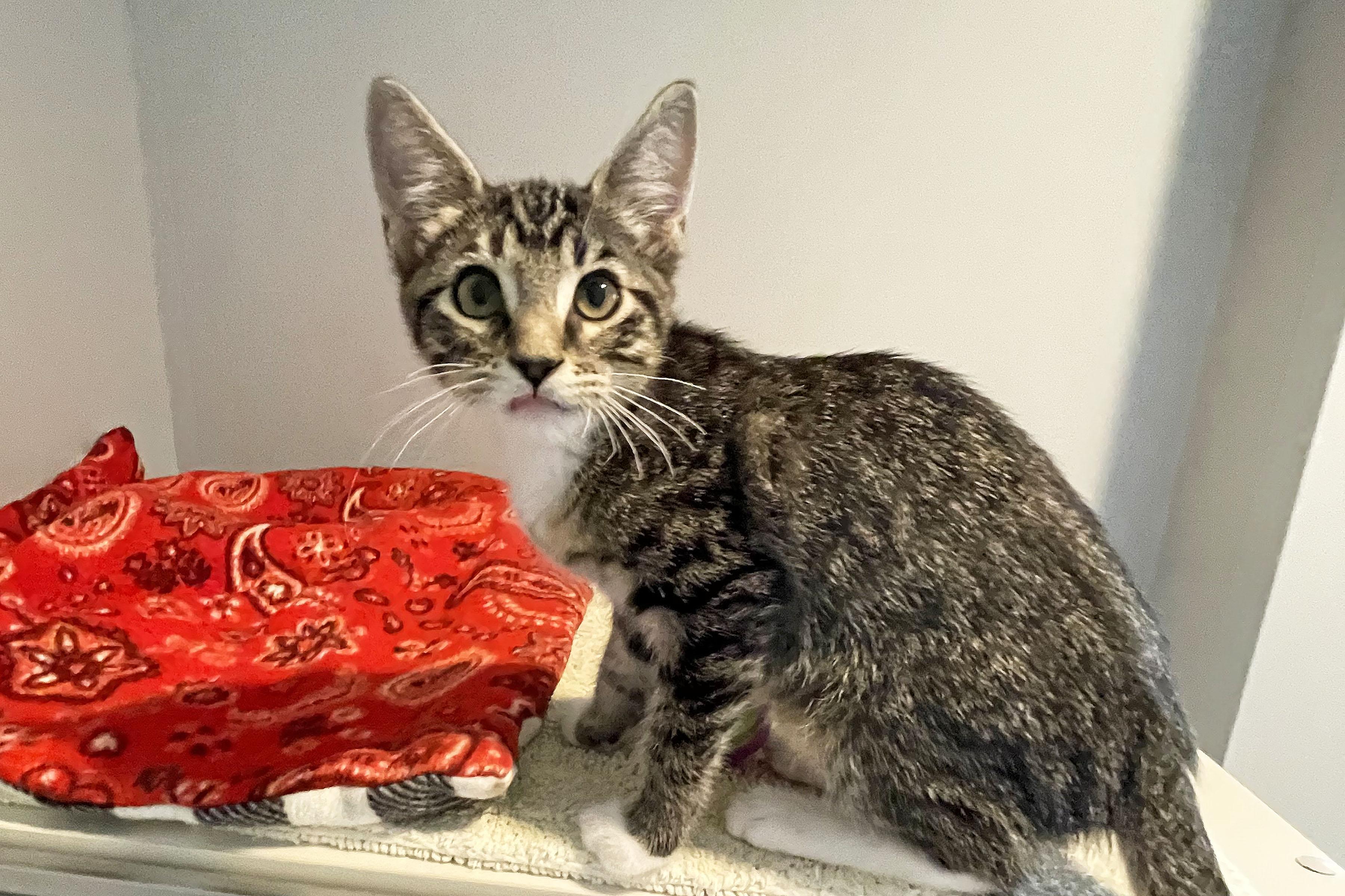 Enlarge Oliver, an adopted Domestic Short Hair in Lincoln, NE image 1/1