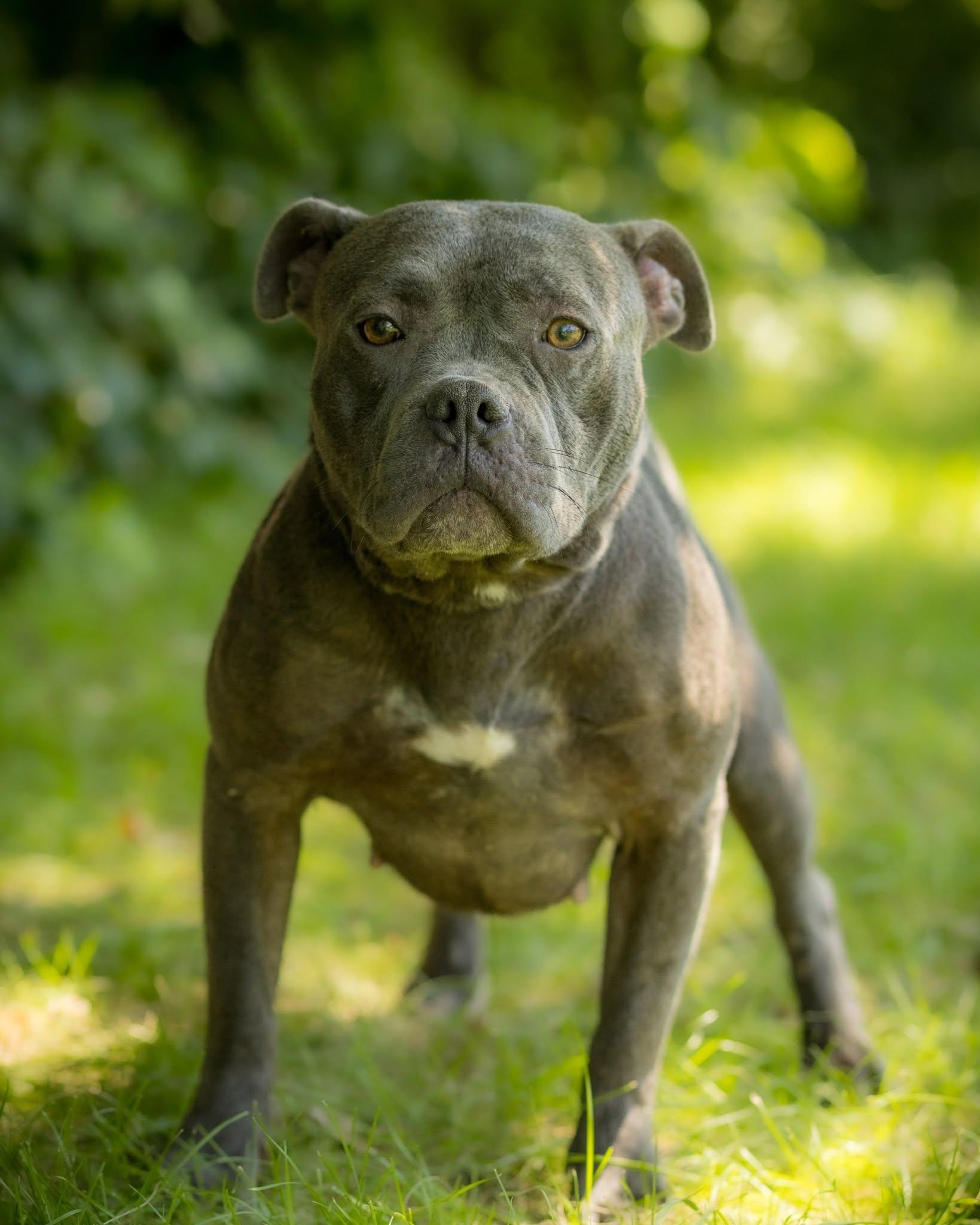 Enlarge CLOUD (0065), an adoptable mixed breed in Bridgeport, CT image 1/1