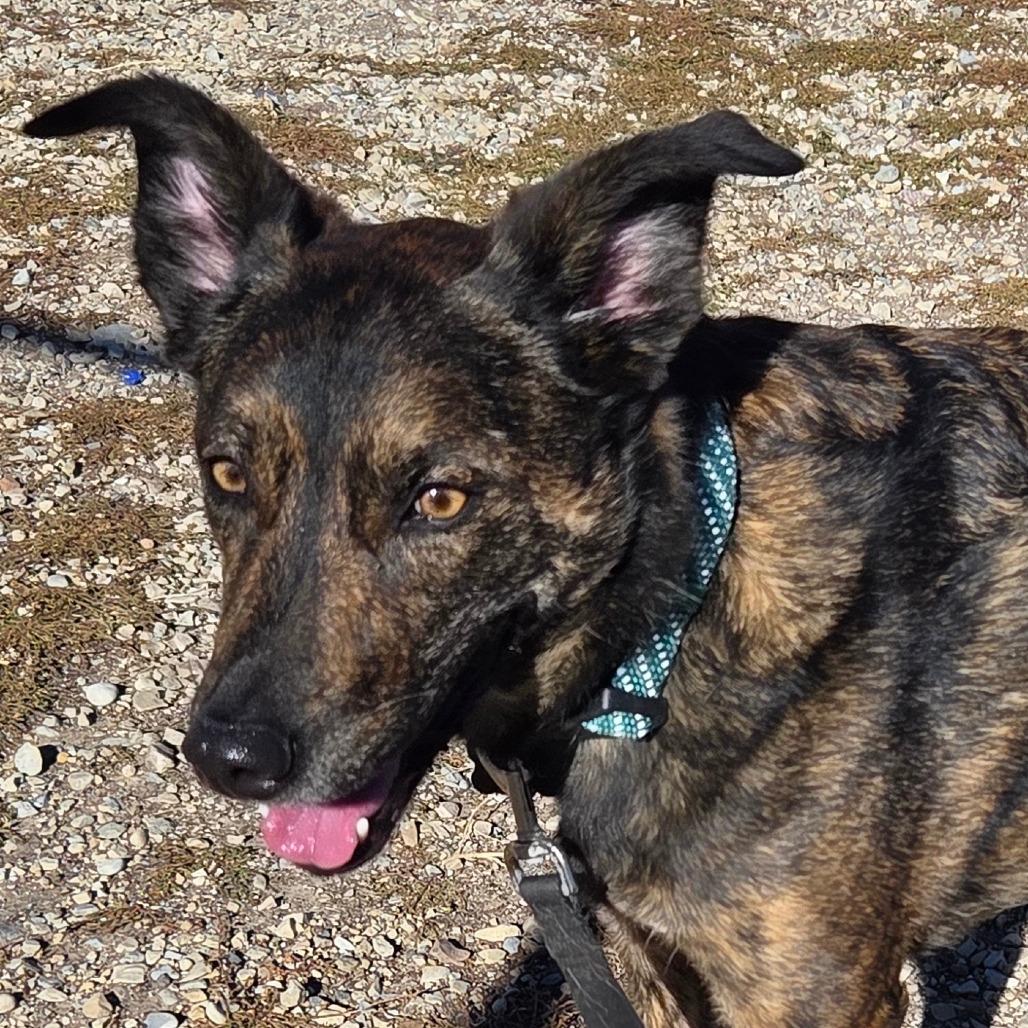 Hazel, Adoptable, Adult Female Mixed Breed.