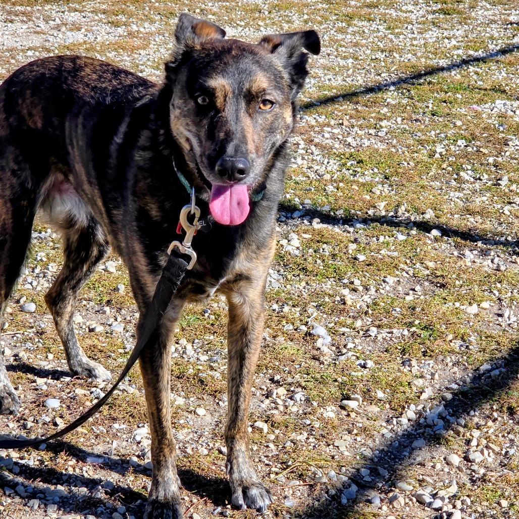 Hazel, a Adoptable Mixed Breed image 2/5