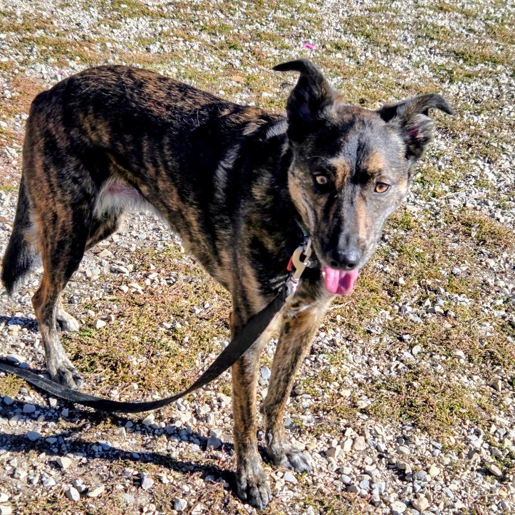 Hazel, a Adoptable Mixed Breed image 3/5