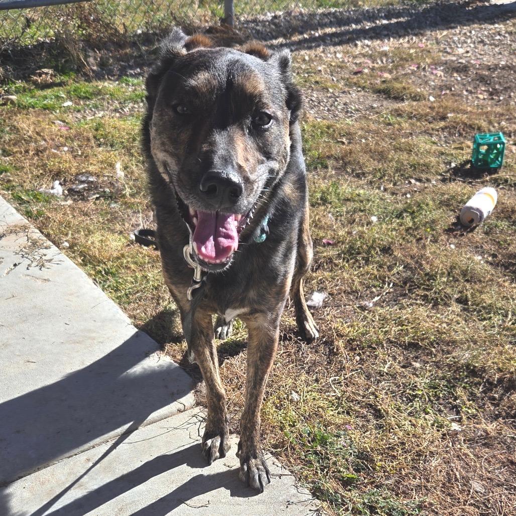 Hazel, a Adoptable Mixed Breed image 4/5