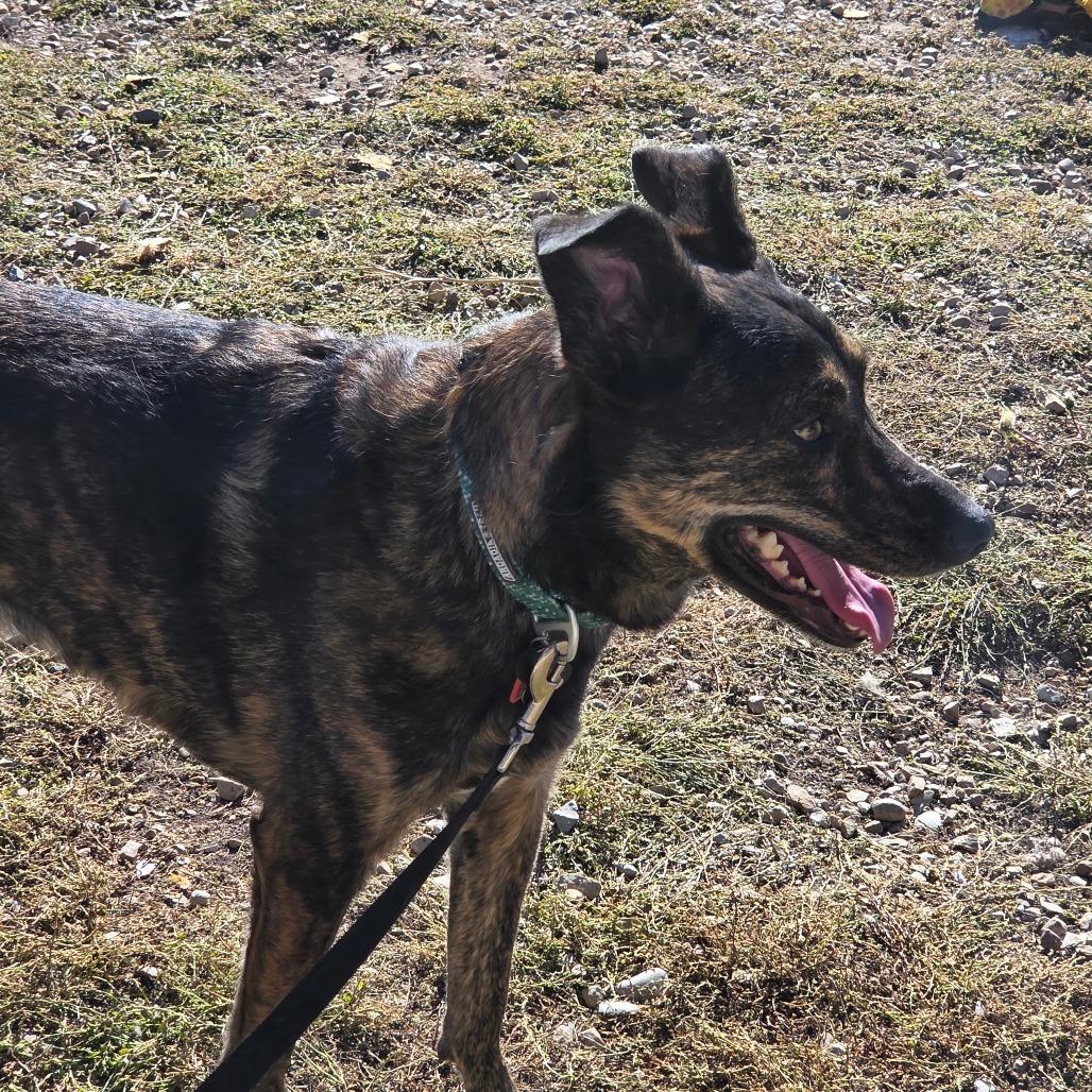 Hazel, a Adoptable Mixed Breed image 5/5