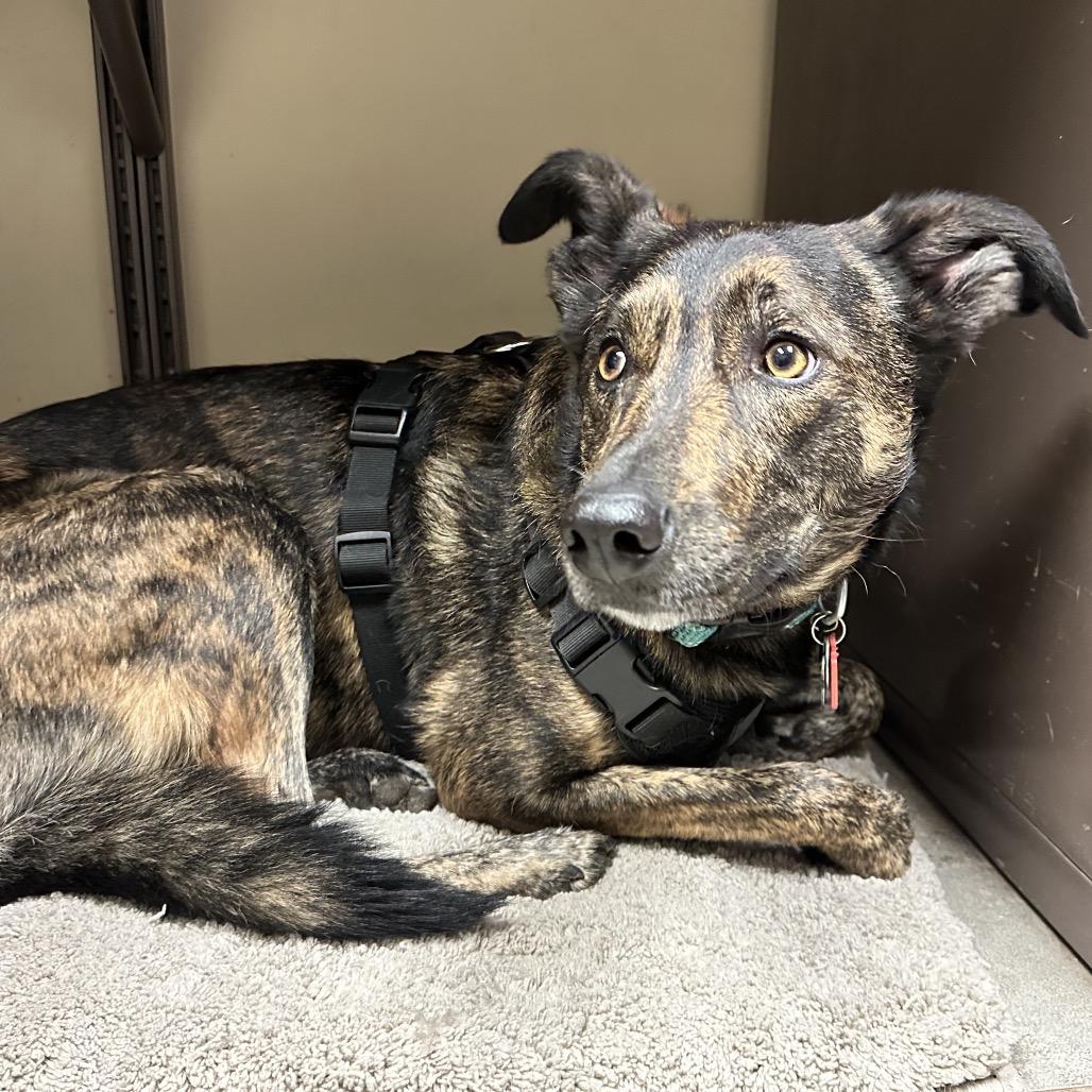Hazel, a Adoptable Mixed Breed in Park City, UT image 6/6