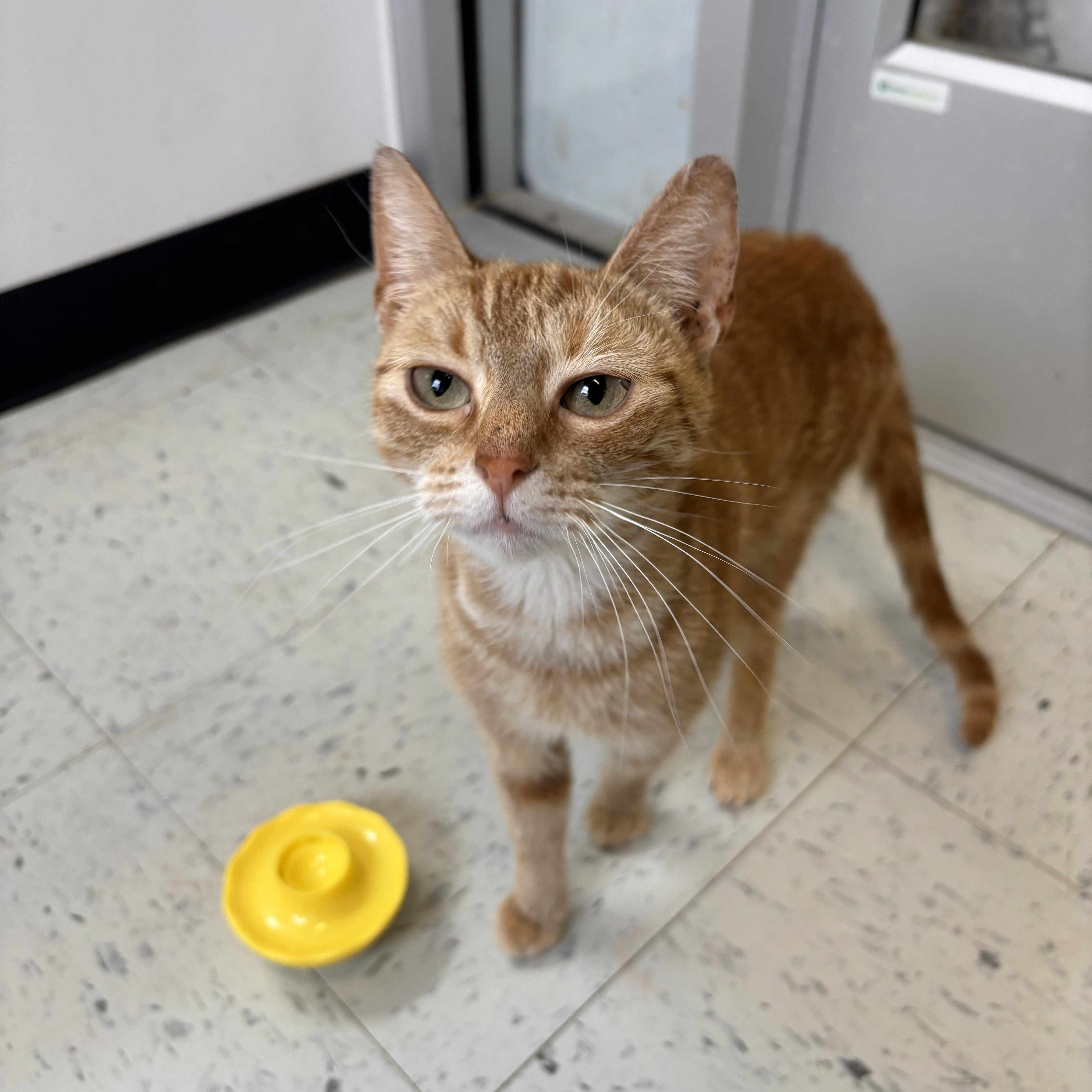 Enlarge Grapefruit, an adopted Domestic Short Hair in Franklin, NC image 1/1