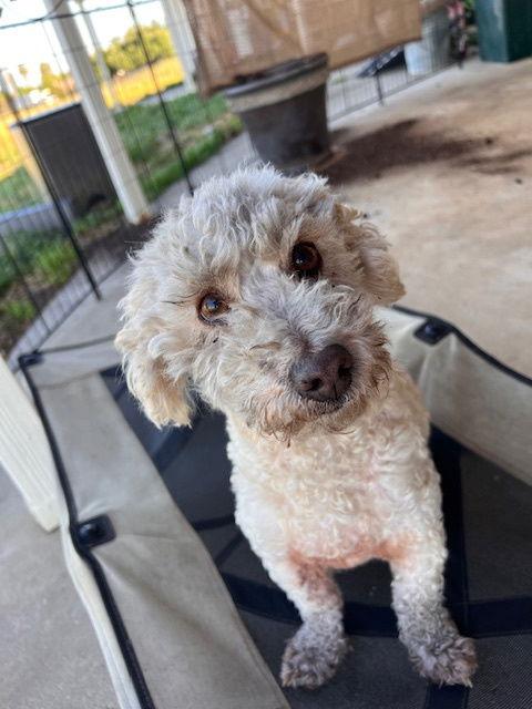 Enlarge Walter, a Adopted mixed breed in Ramona, CA image 1/3