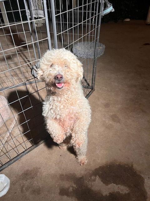 Enlarge Walter, a Adopted mixed breed in Ramona, CA image 3/3