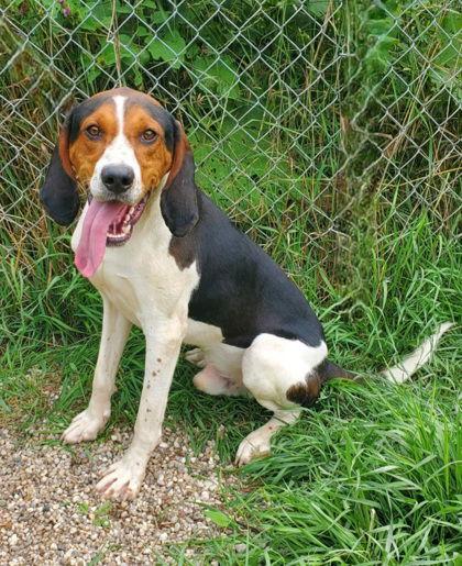 Winston Furchill (6793), Adoptable, Adult Male Treeing Walker Coonhound.
