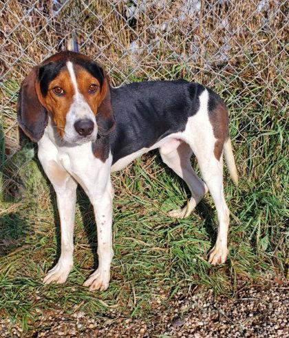 Winston Furchill (6793), a Adopted Treeing Walker Coonhound in Lake City, MI image 2/2