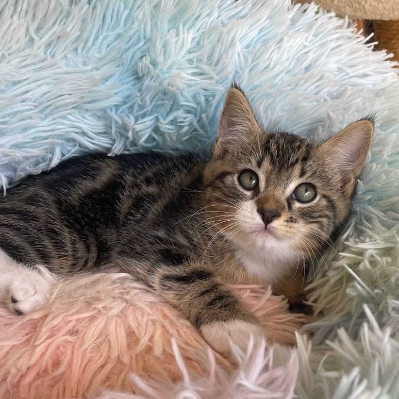 Glory, a Adopted Domestic Short Hair in East Greenwich, RI image 1/2