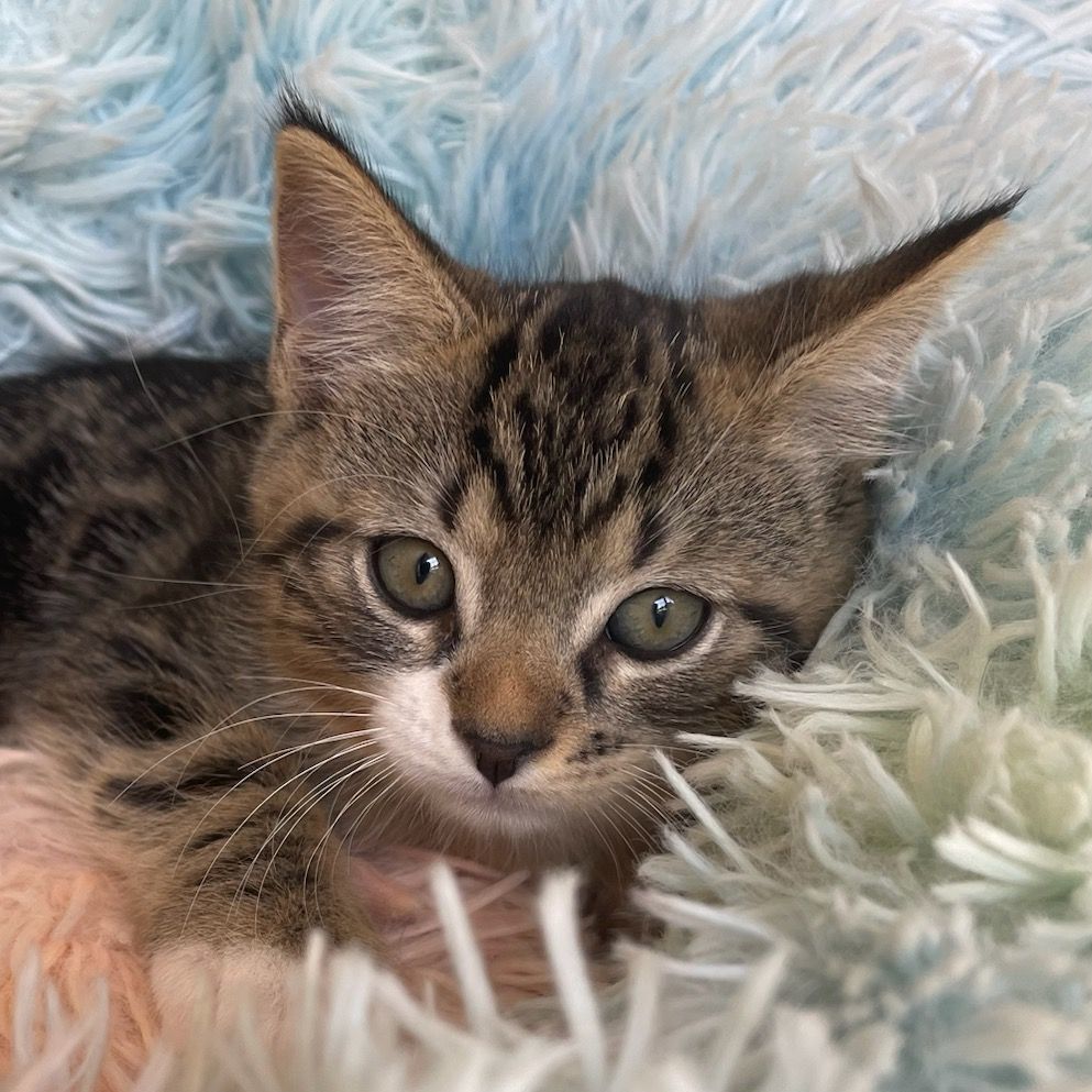 Glory, a Adopted Domestic Short Hair in East Greenwich, RI image 2/2