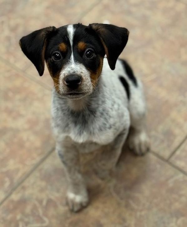 Enlarge Terry, a Adoptable mixed breed in Littleton, CO image 1/1