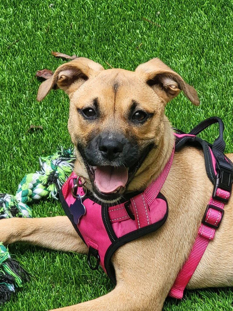 Enlarge Pebbles, a Adoptable mixed breed in Ellijay, GA image 1/3