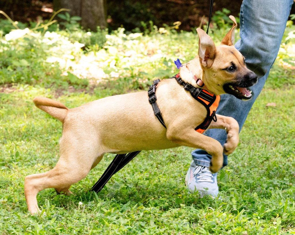 Pebbles, Adoptable, Puppy Female Boxer & Terrier.