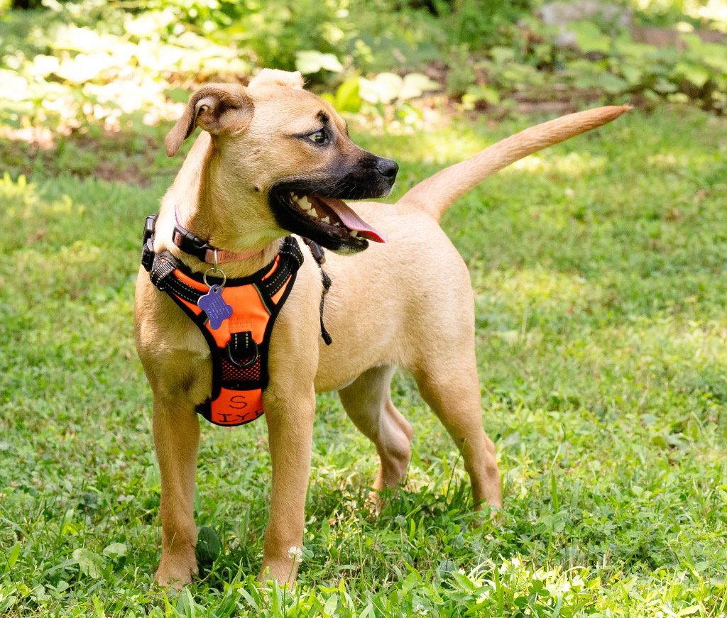 Pebbles, a Adoptable mixed breed in Ellijay, GA image 2/3