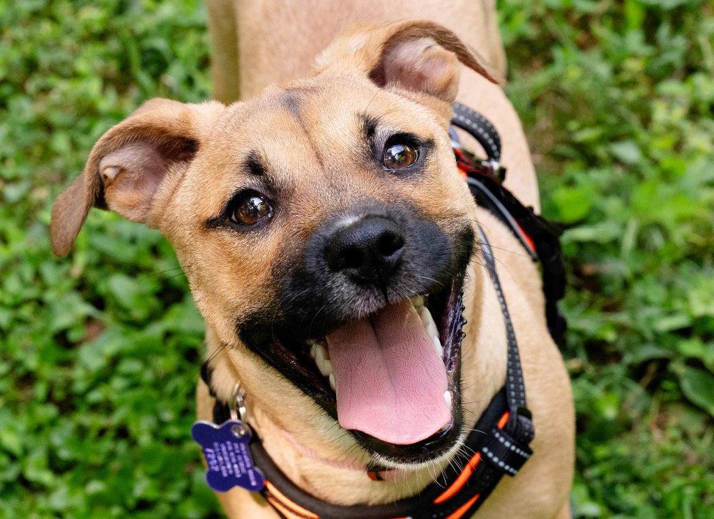 Pebbles, a Adoptable mixed breed in Ellijay, GA image 3/3