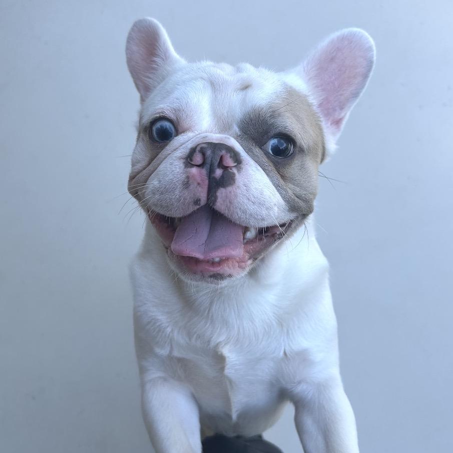 Enlarge Valley 22912, a Adoptable mixed breed in Cumming, GA image 6/6