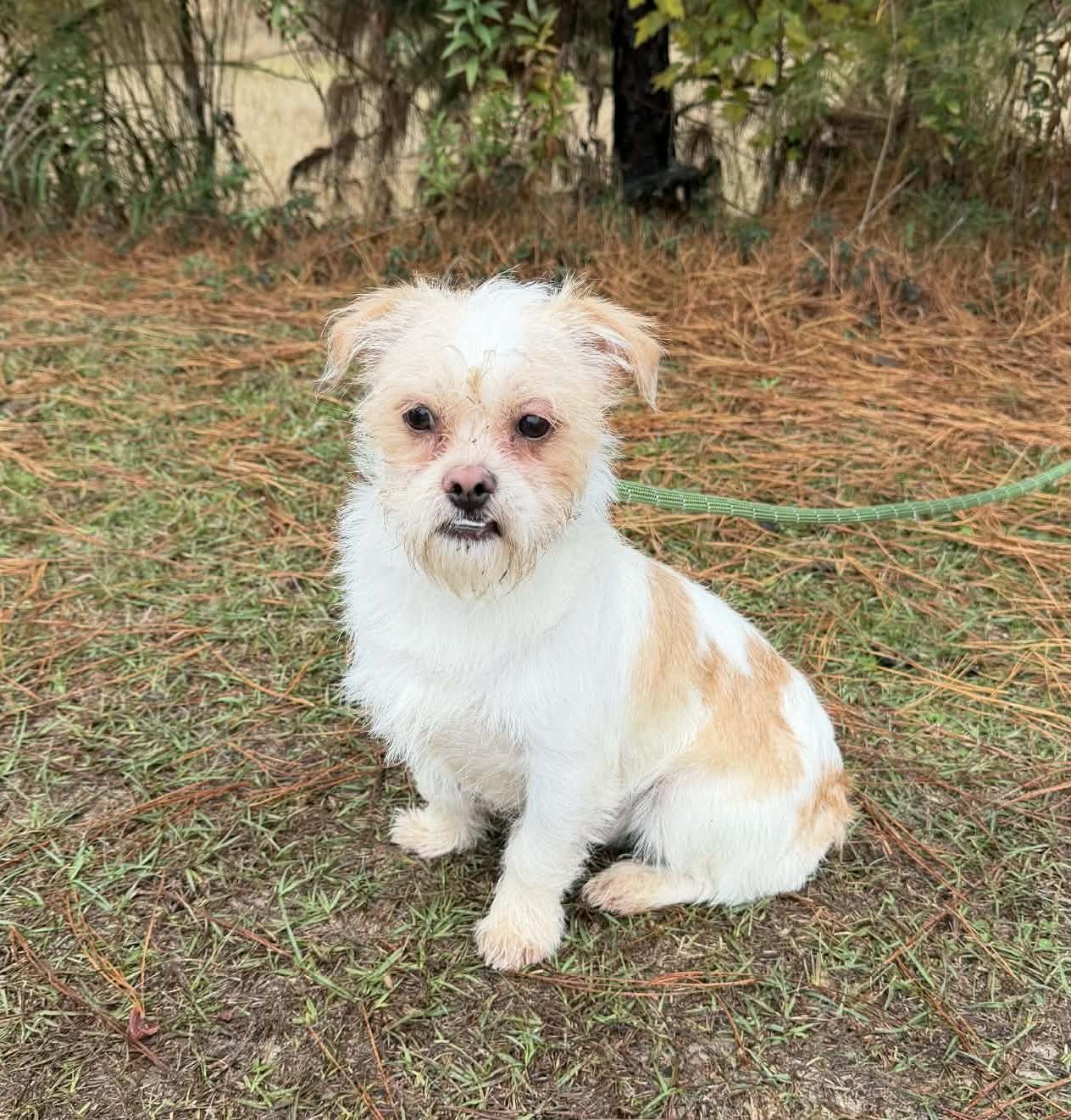 Chester, adoptable, Adult Male Pekingese & Yorkshire Terrier.