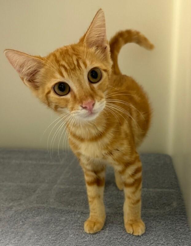 Potato, Adoptable, Young Male Domestic Short Hair.