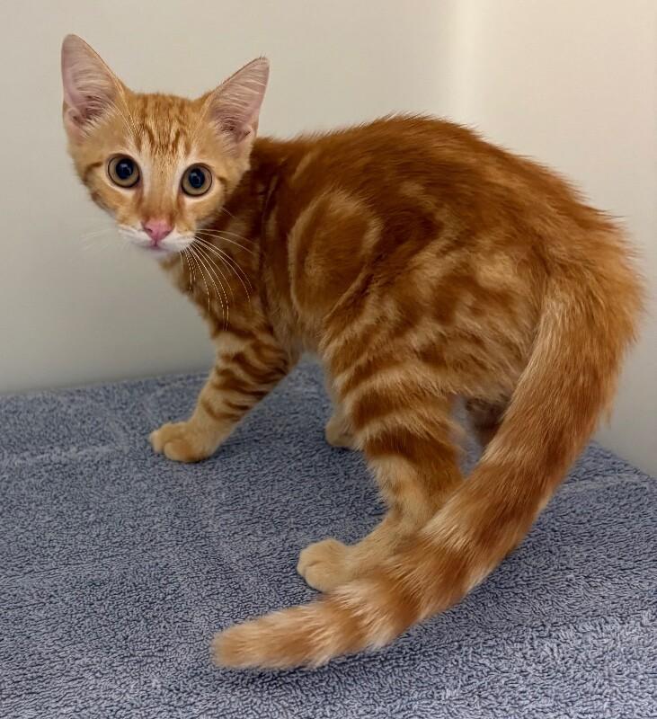 Potato, a Adoptable Domestic Short Hair in Katy, TX image 2/3