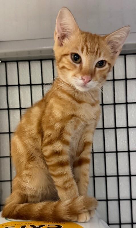 Potato, a Adoptable Domestic Short Hair in Katy, TX image 3/3