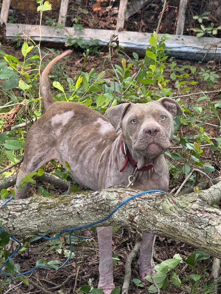 Enlarge Levy, a Adoptable mixed breed in Effingham, SC image 1/1