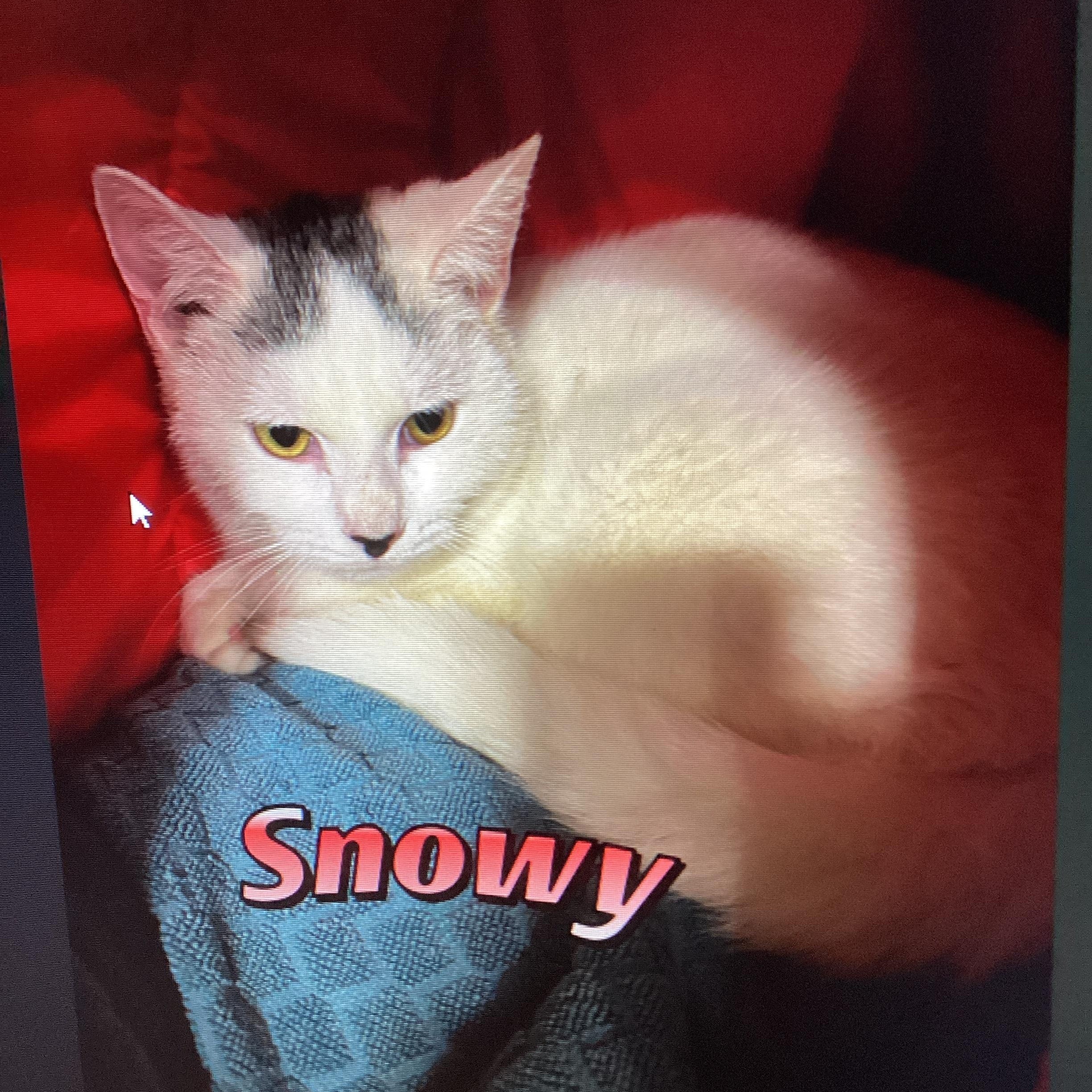 Snowy, ADOPTABLE, Young Male Domestic Short Hair.