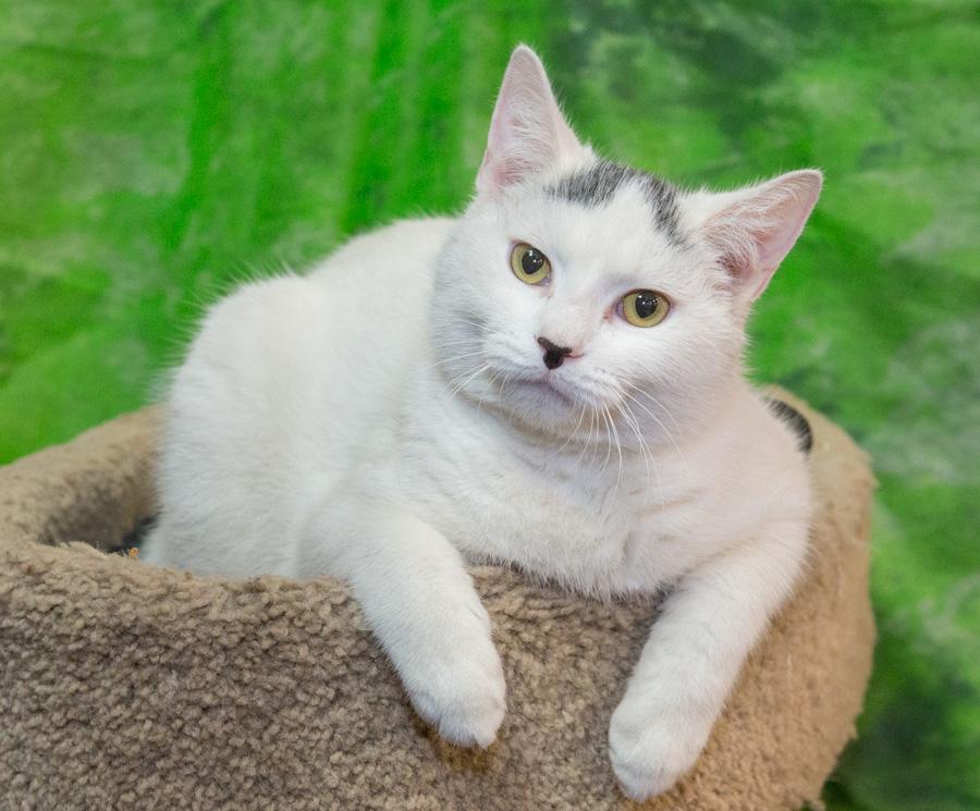 Enlarge Snowy, a ADOPTABLE Domestic Short Hair in Paramus, NJ image 1/2
